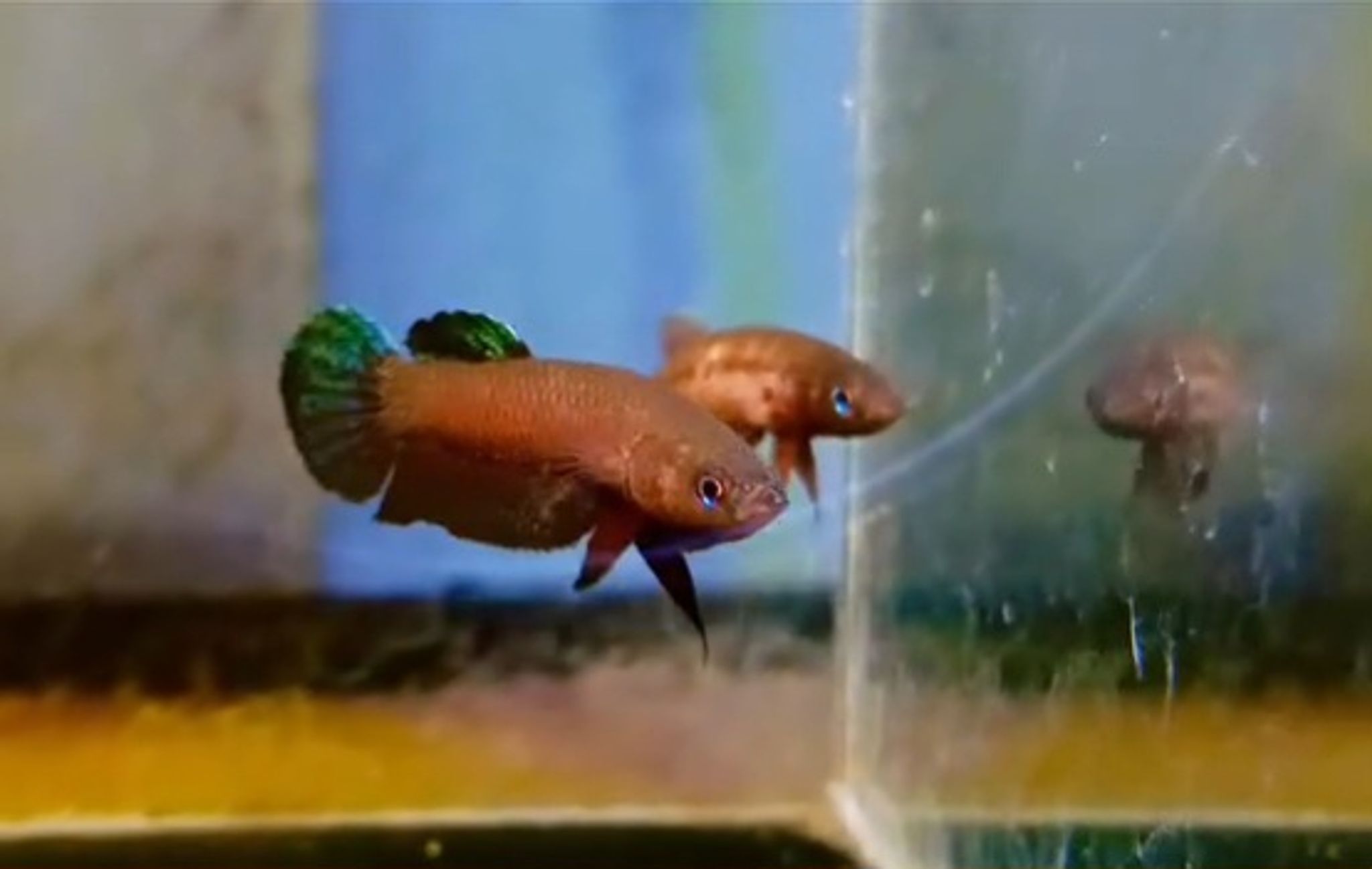 Betta persephone