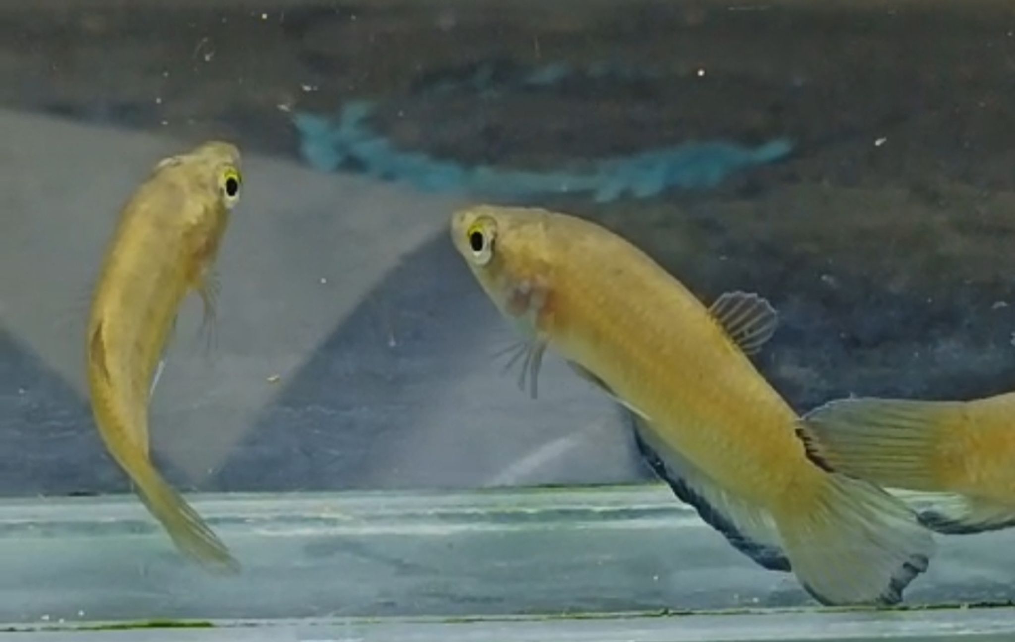 Betta simplex