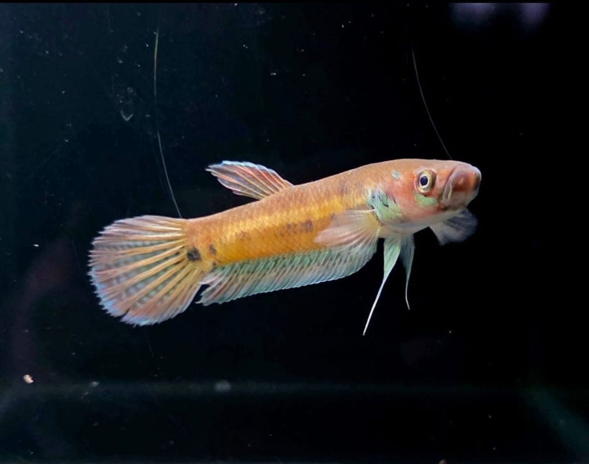 Betta sp. Cerulean