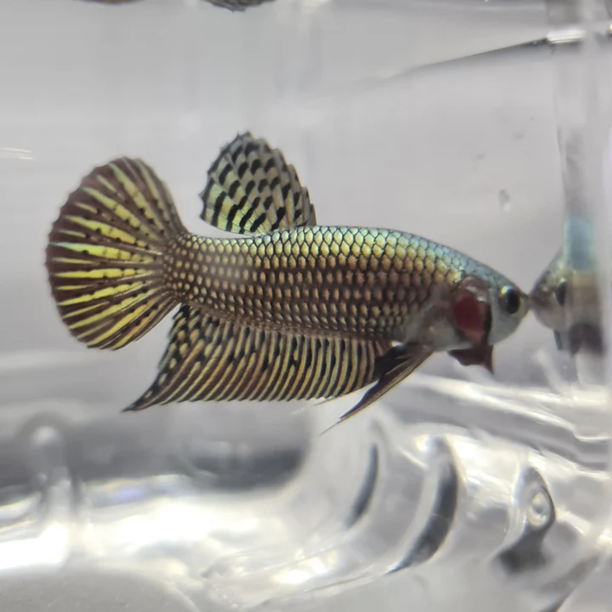 Betta var. 'Alien'