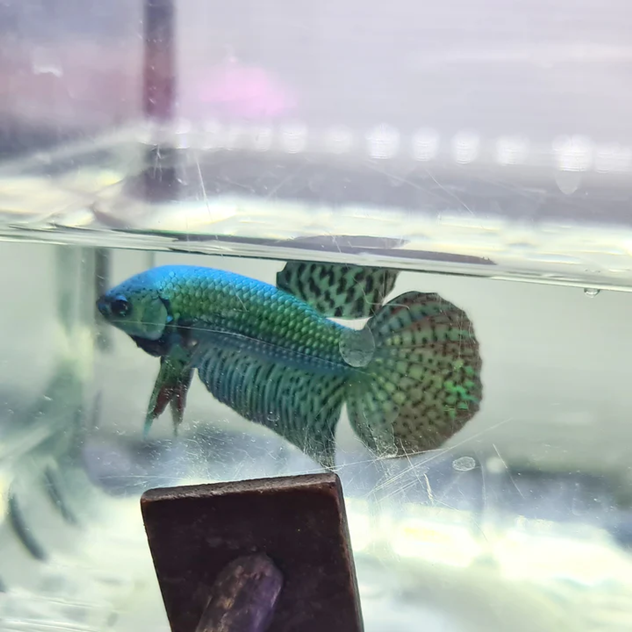 Betta var. 'Alien'
