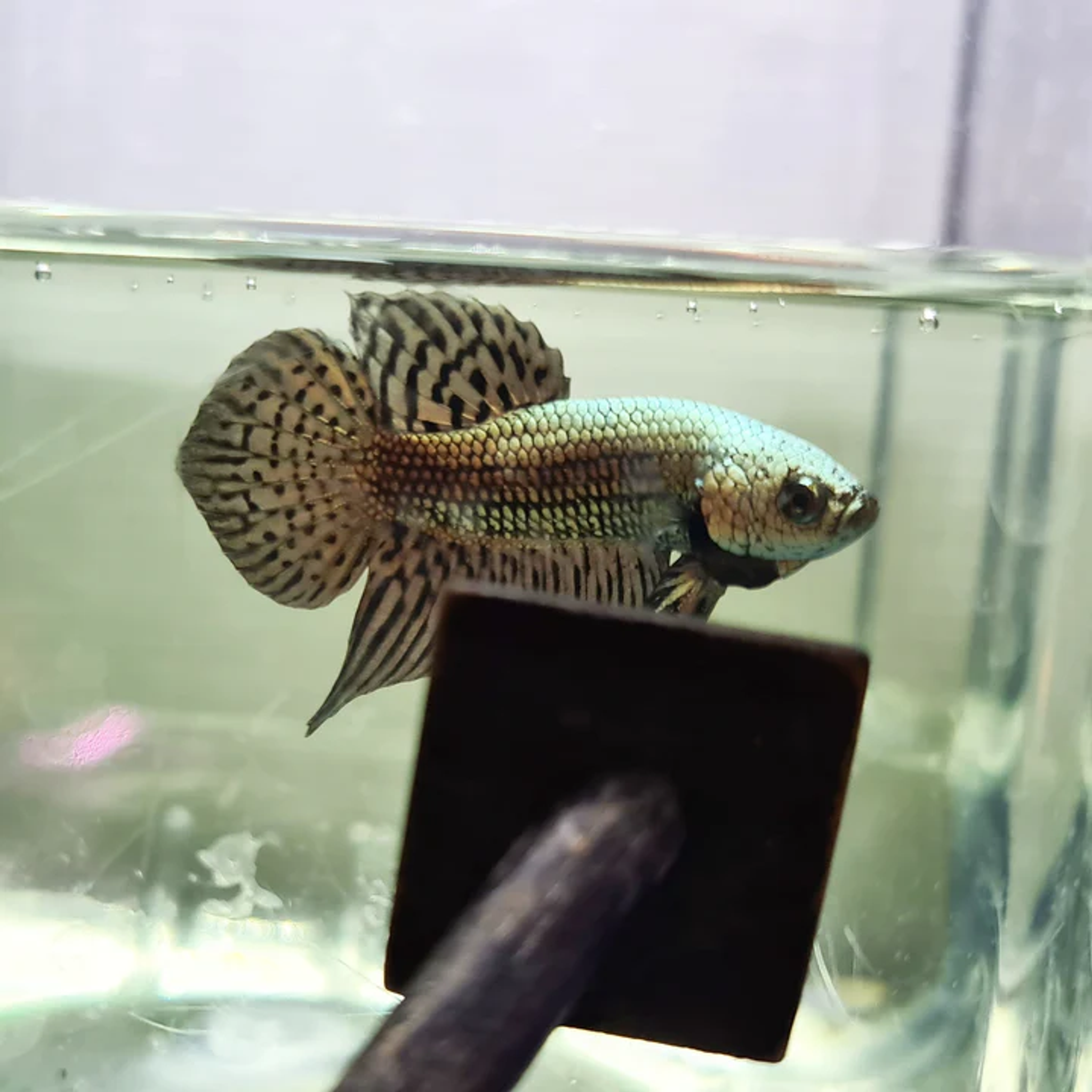 Betta var. 'Alien'