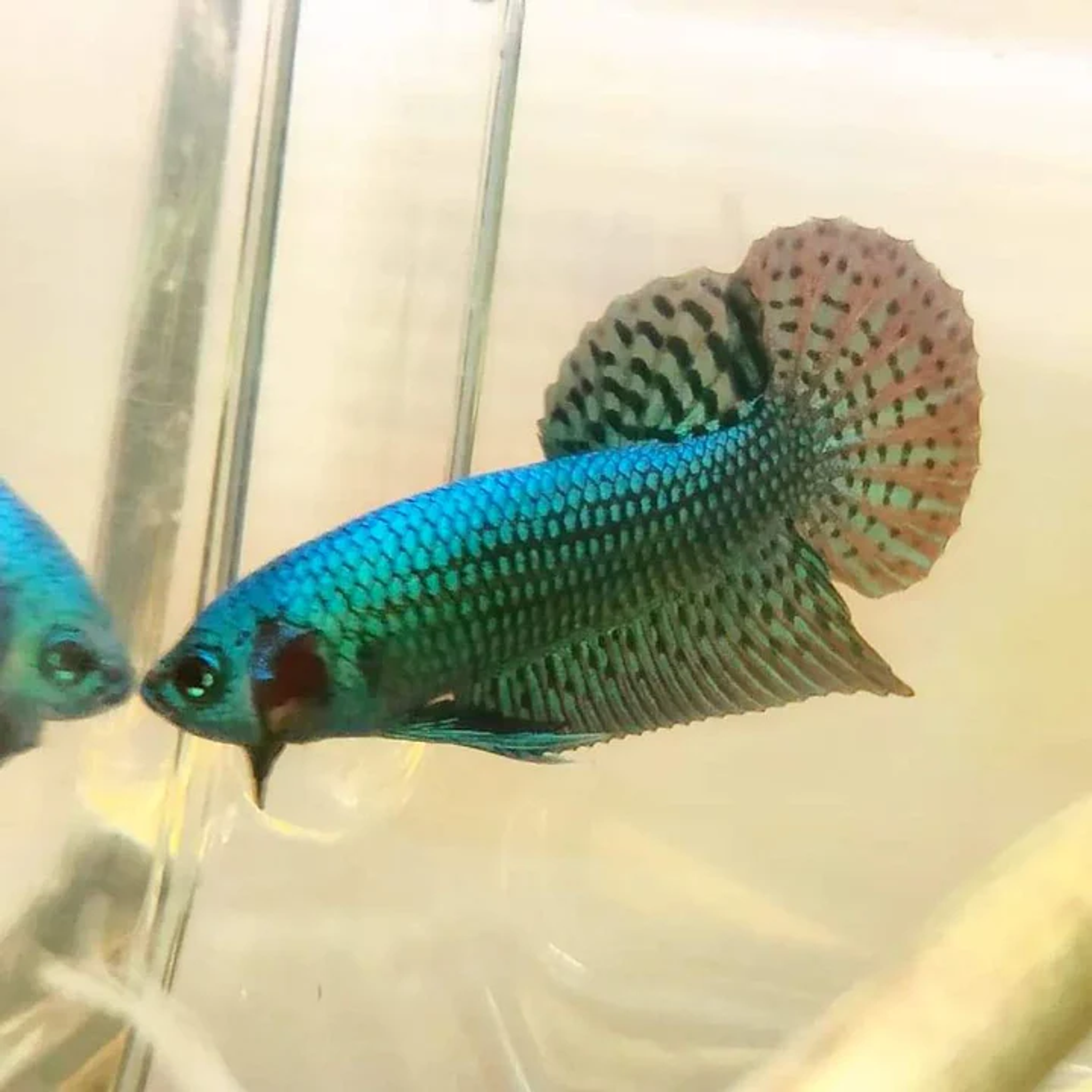 Betta var. 'Alien'