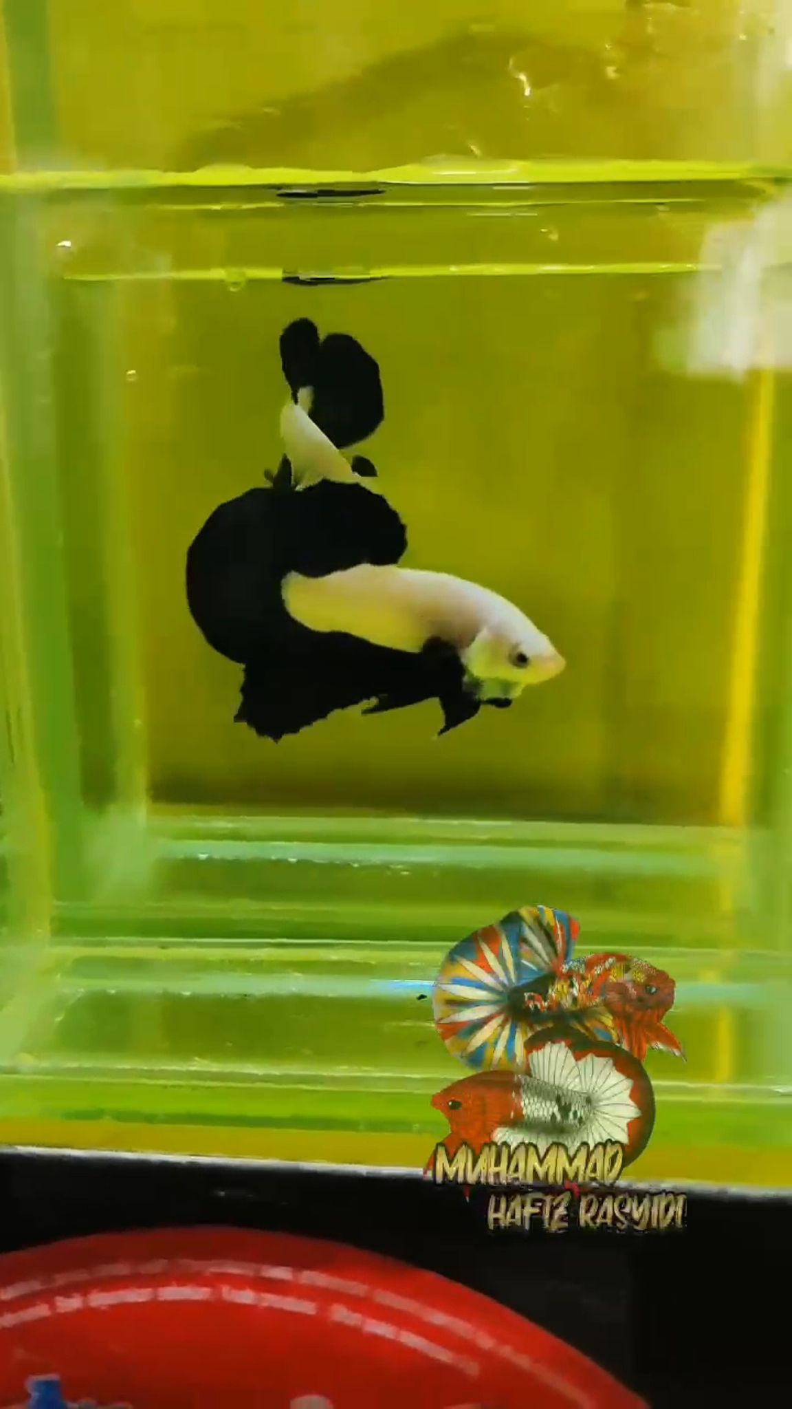 Bicolor