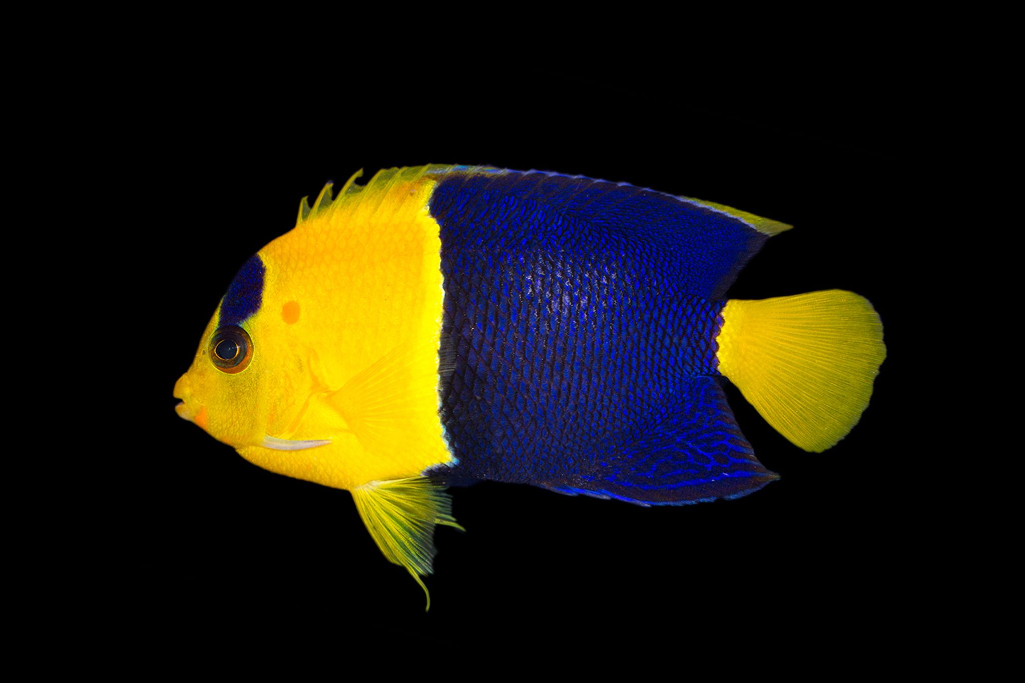 Bicolor Angel fish