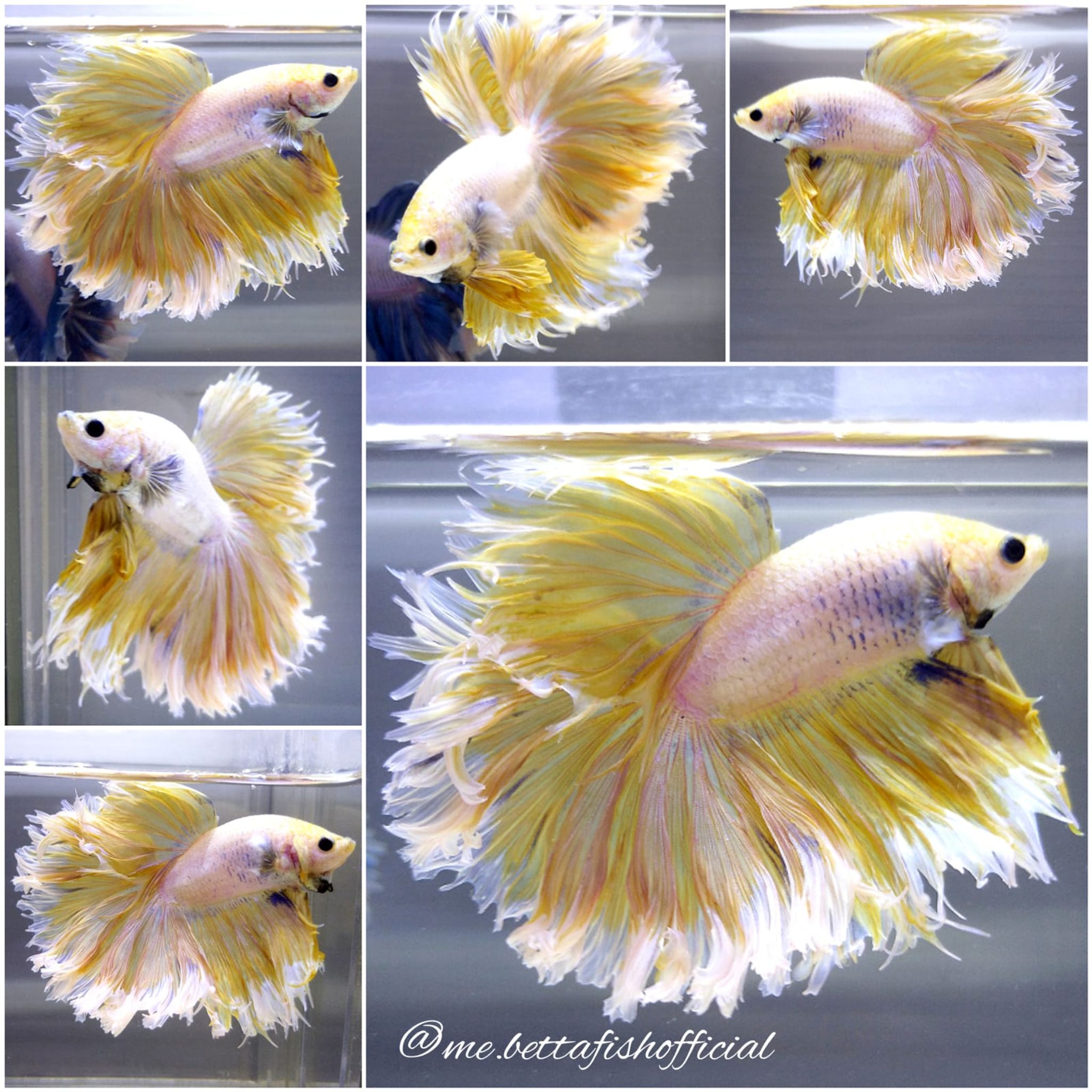Big Monster Curly Tail Unicorn