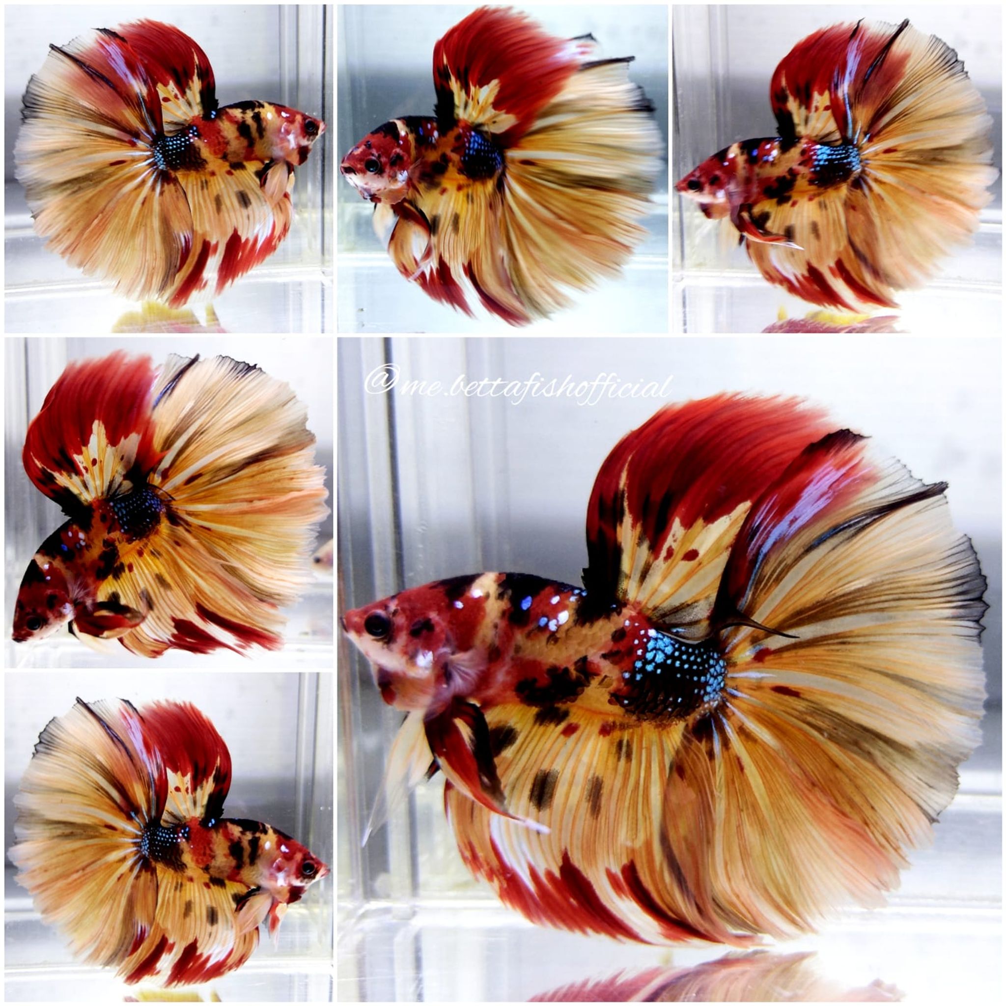 Big Monster Fullmoon Multicolour