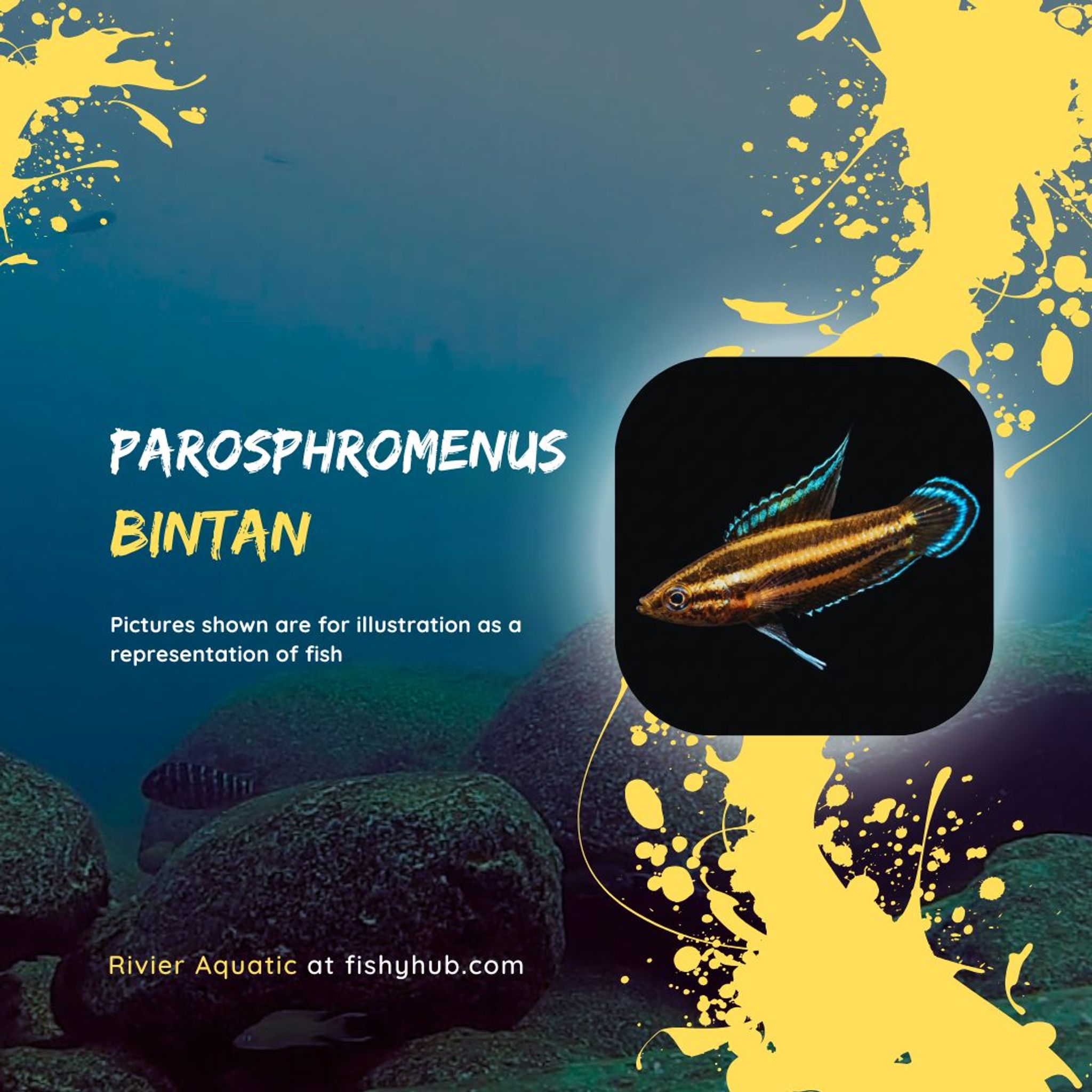 Bintan Licorice Gourami (Parosphromenus sp. Bintan)