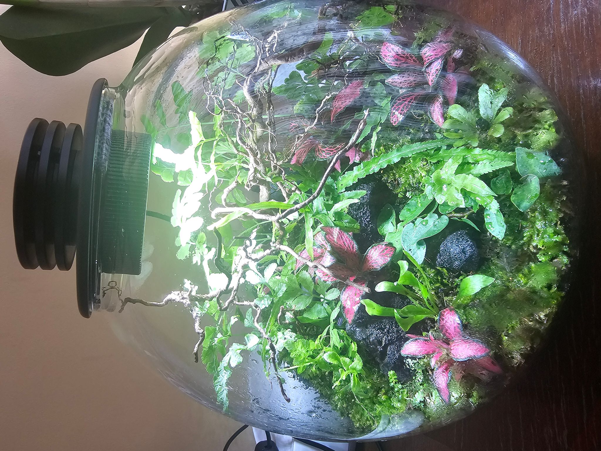 Bioloark Full Terrarium setup