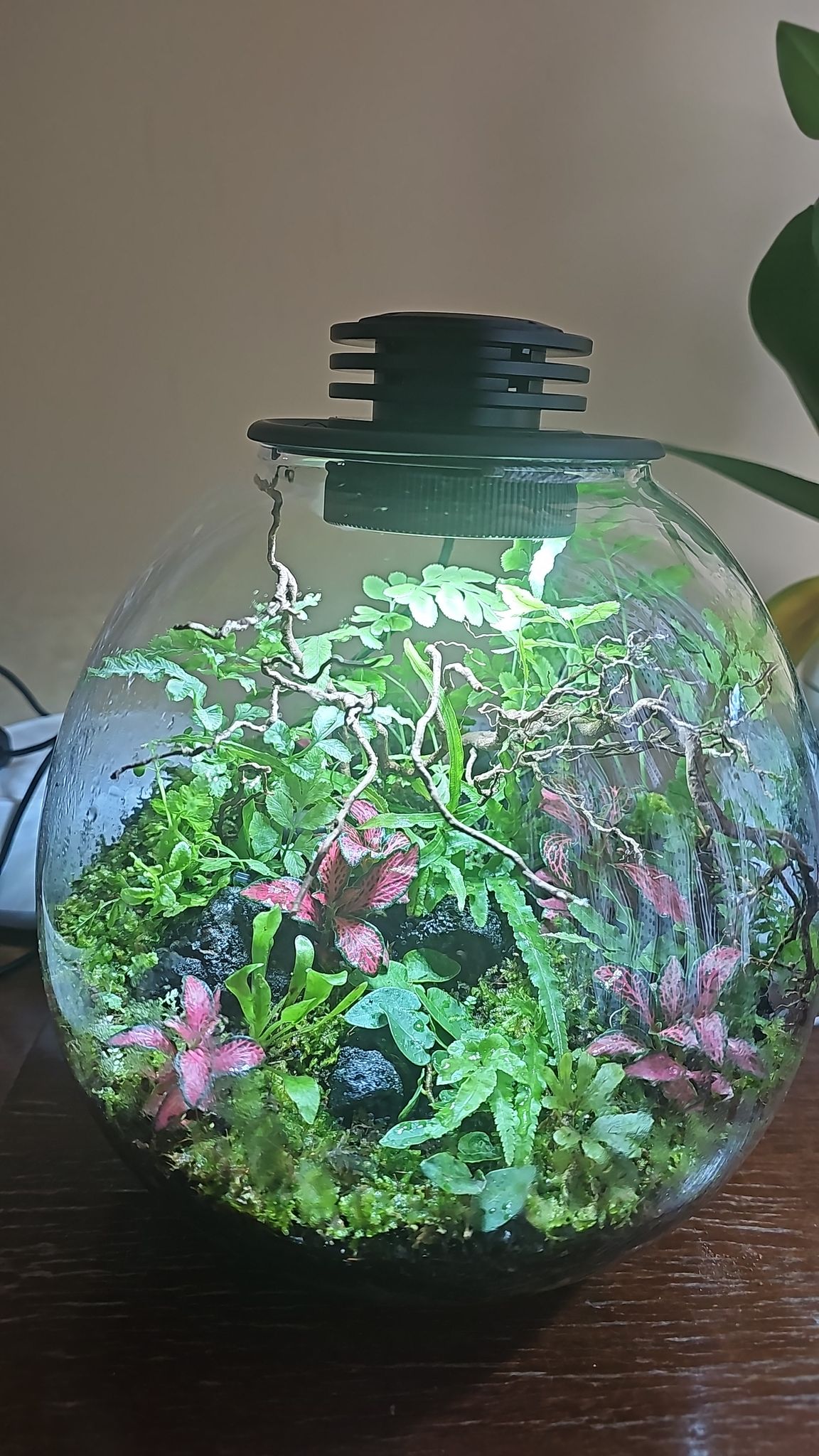 Bioloark Full Terrarium setup