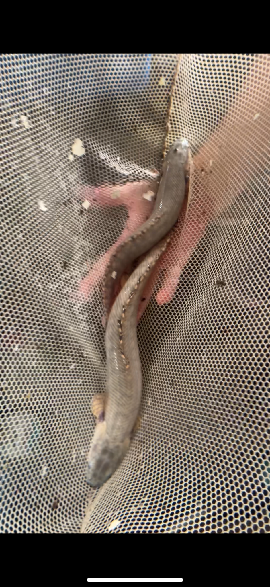 Birchir ornate polypterus ornatipinnis