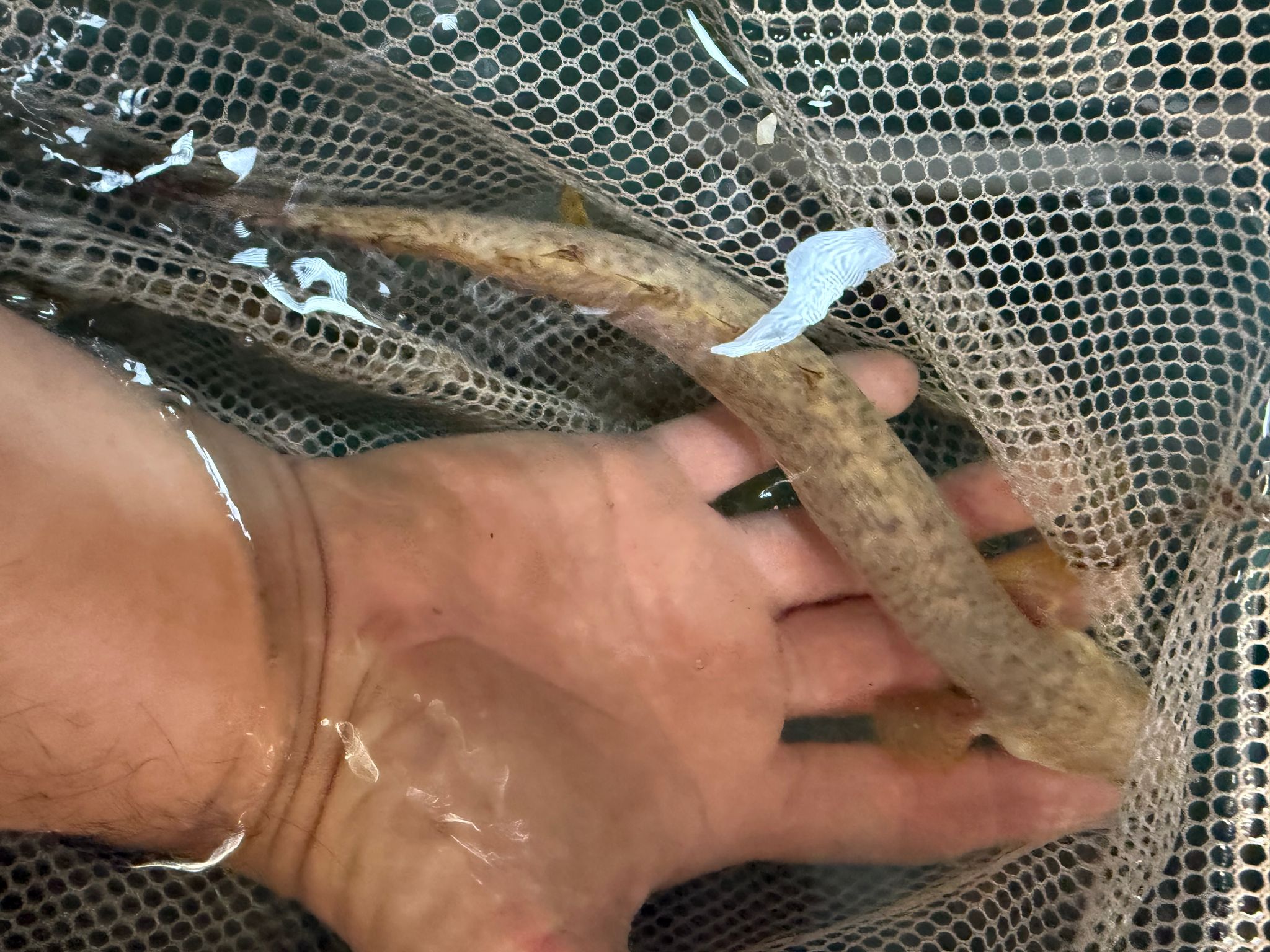 Birchir polypterus teugelsi