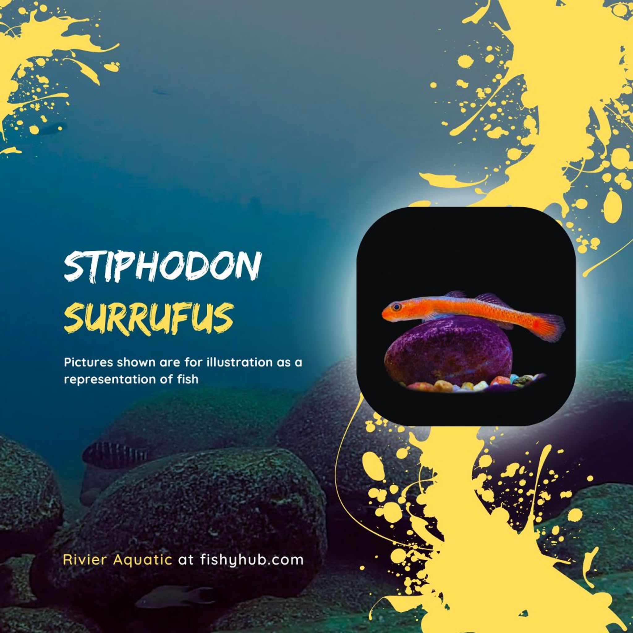 Birdsong Goby (Stiphodon Surrufus)