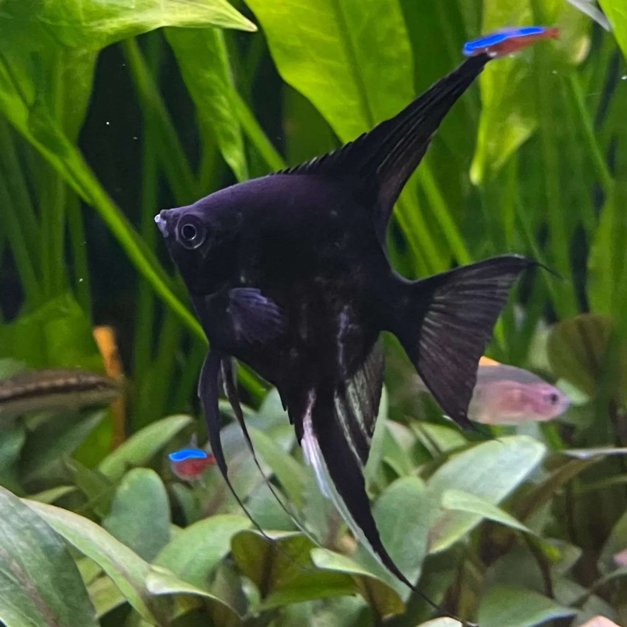 Black Angel ML