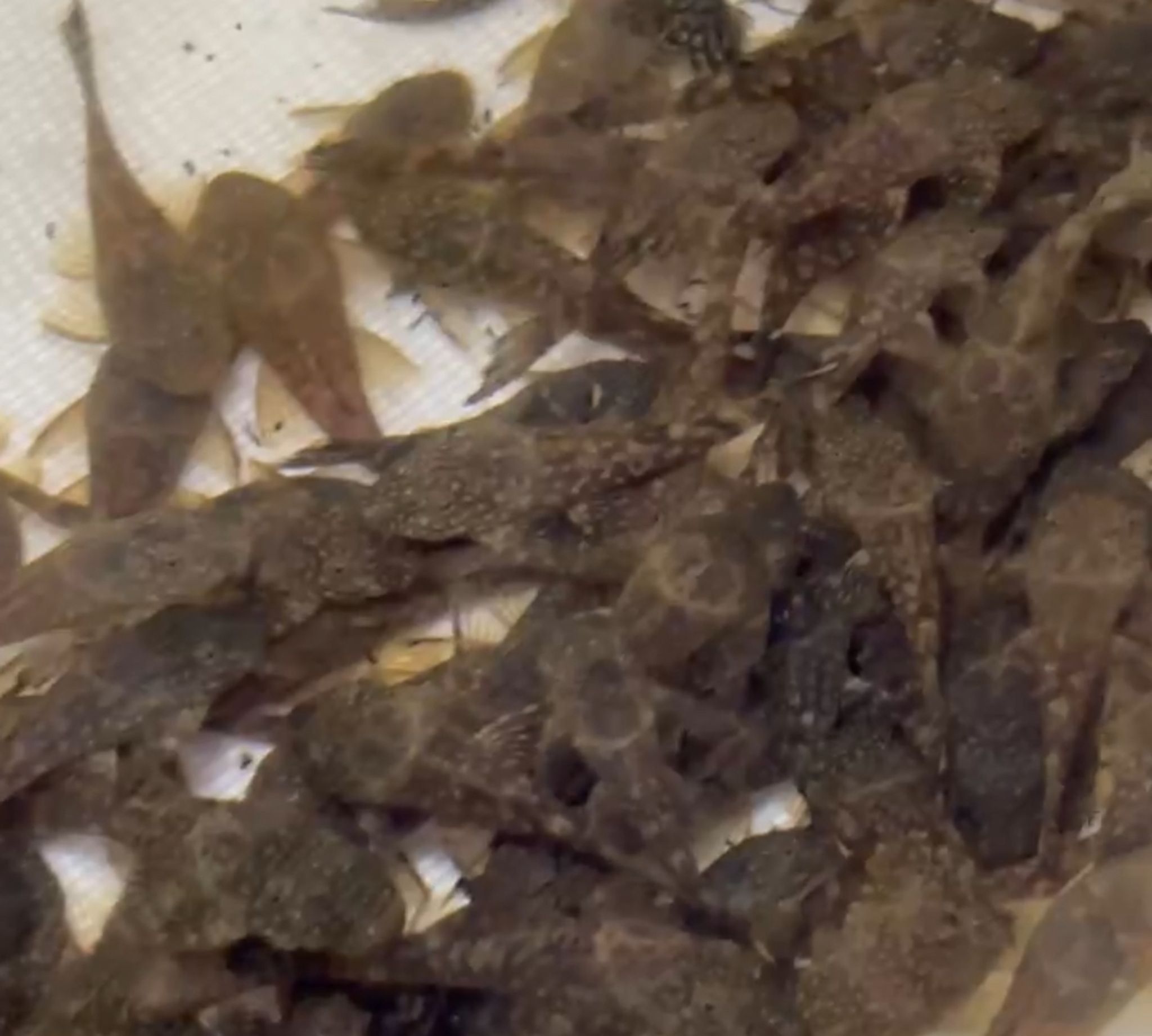 Baby Black Bristlenose Pleco