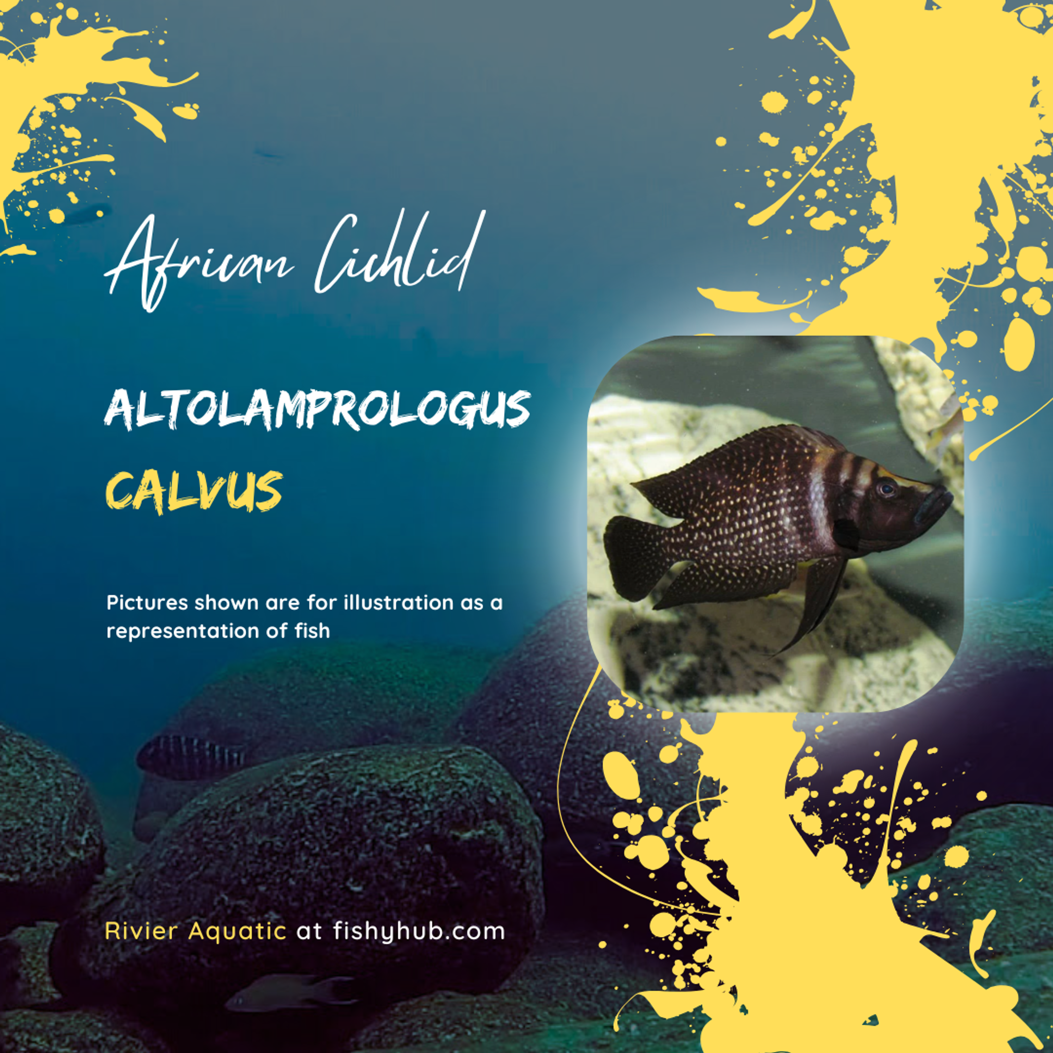 Black Calvus Cichlid (Altolamprologus Calvus)