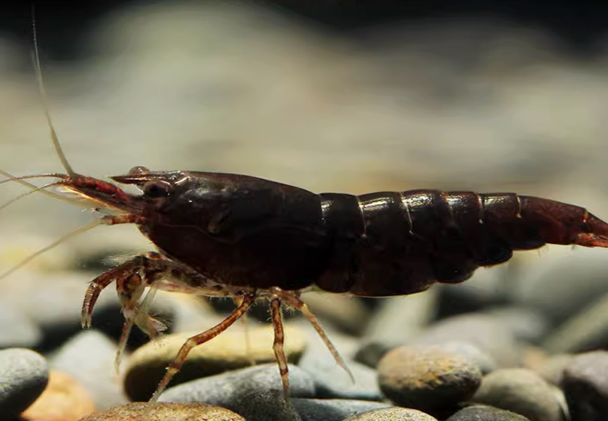 Black Chocolate Shrimp