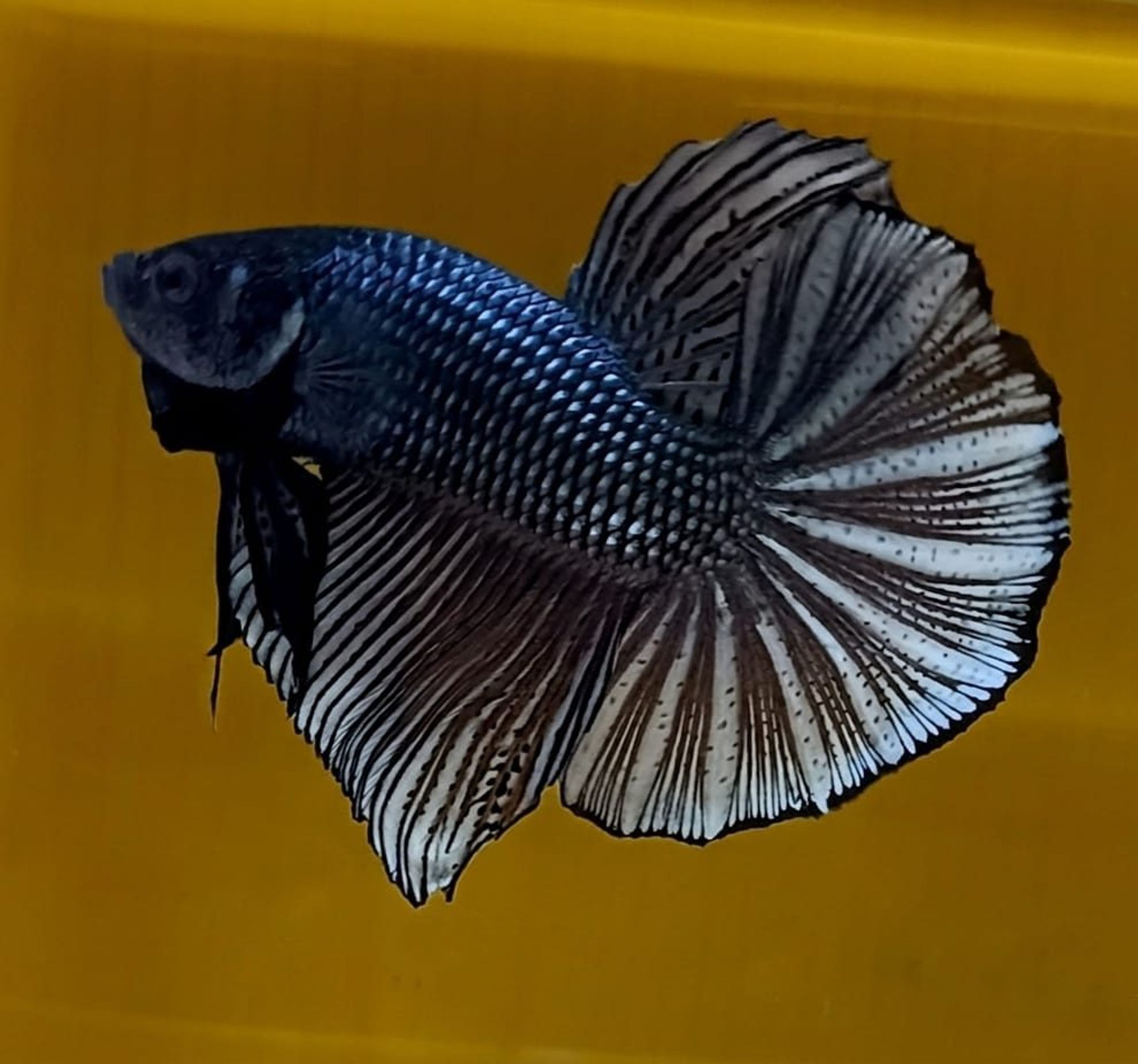 Black Copper Overtail Giant Betta (Male)