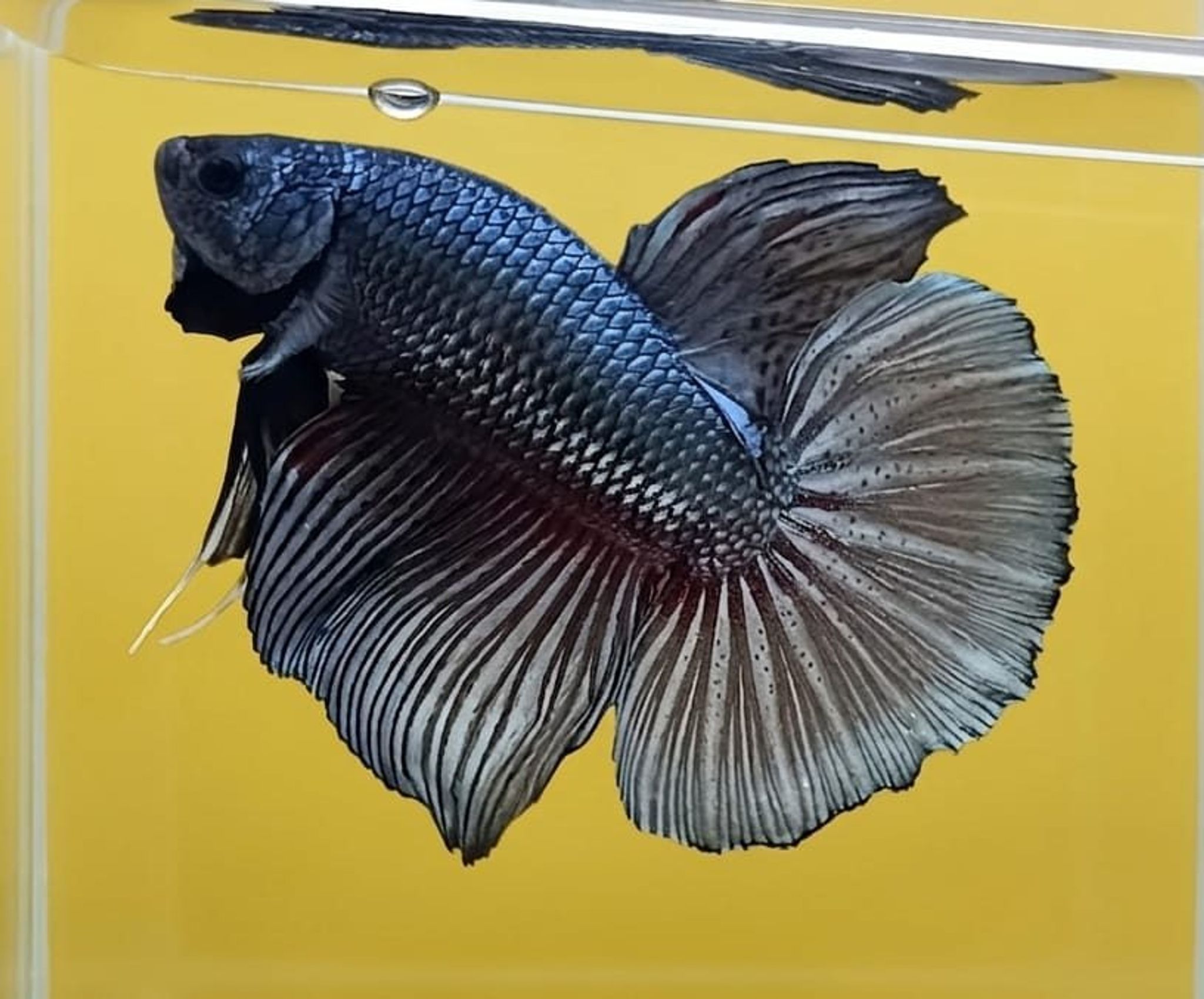 Black Copper Overtail HMPK Betta (Male)