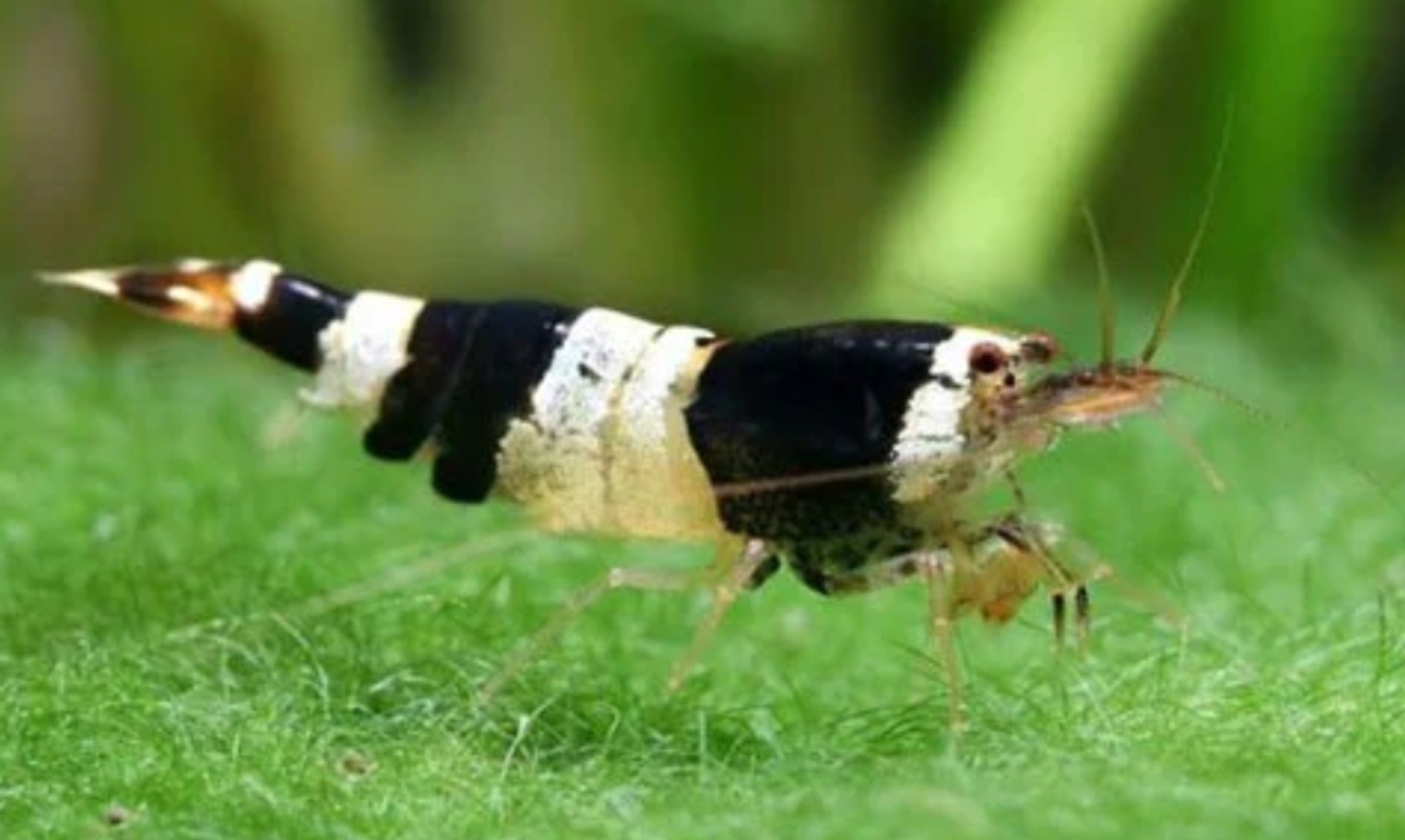 Black Crystal Shrimp