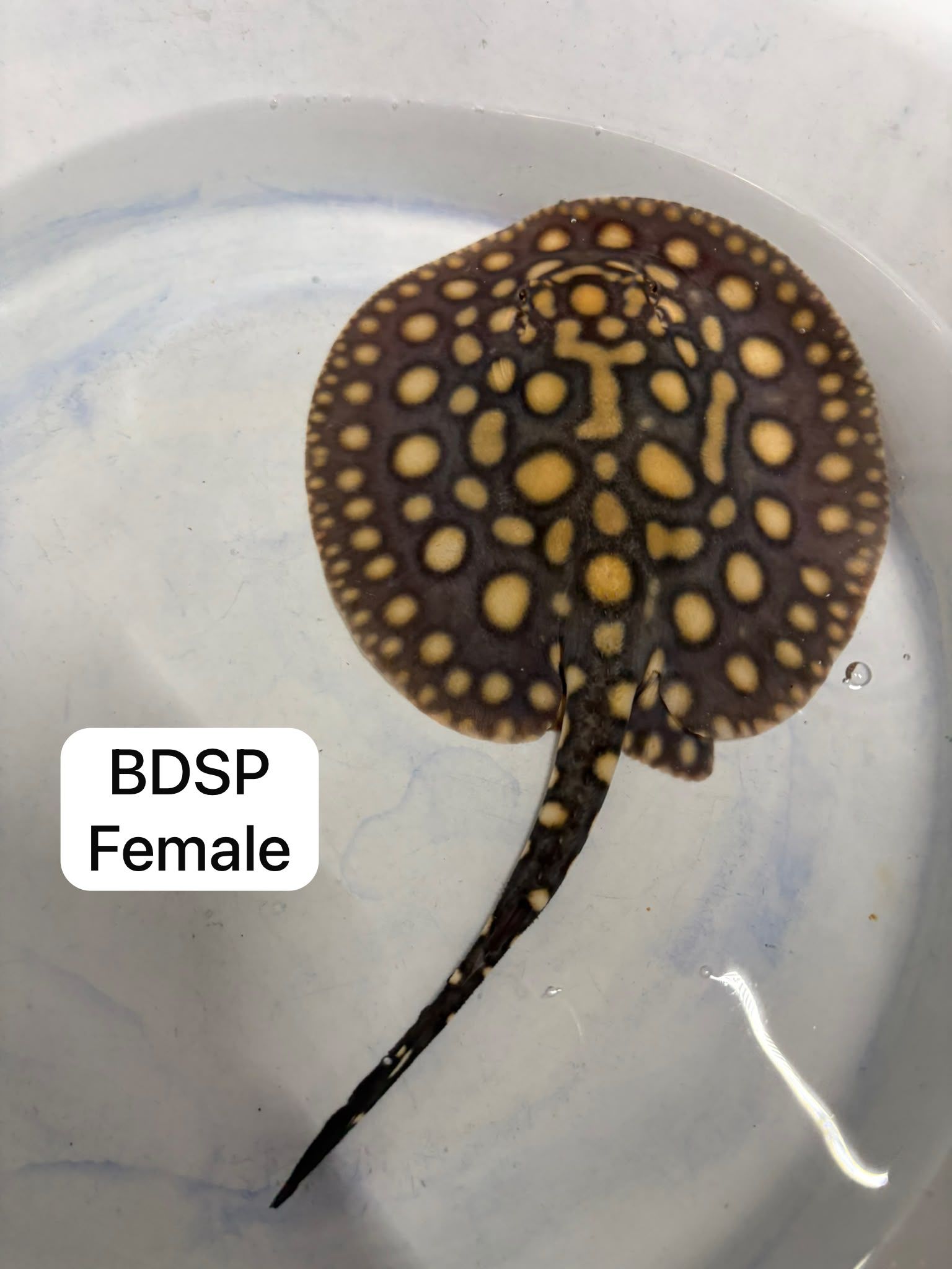 Black Diamond Hybrid Ray