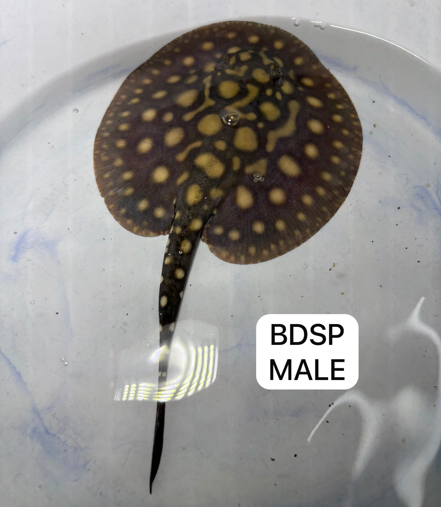 Black Diamond Hybrid Ray