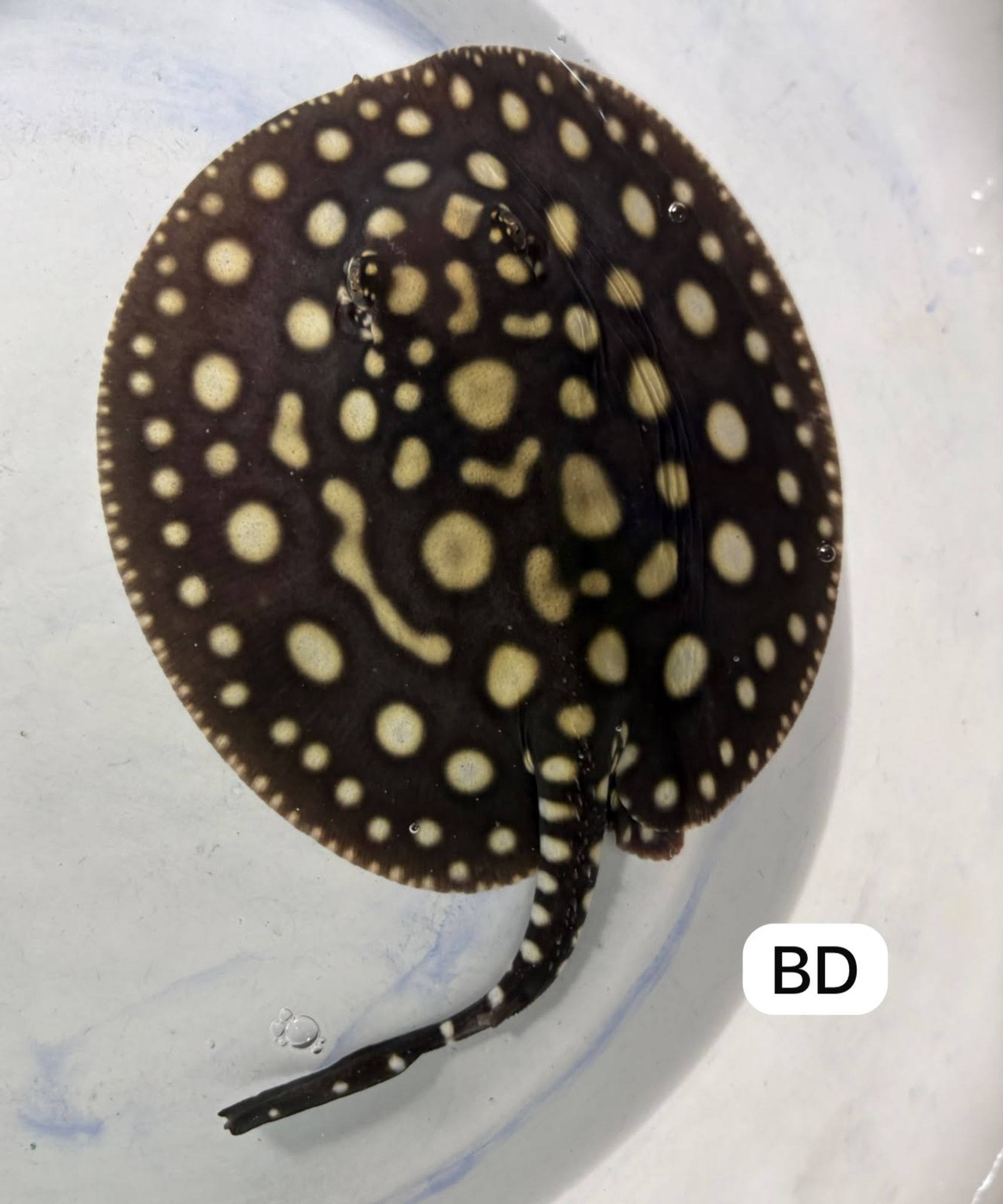 Black Diamond Ray