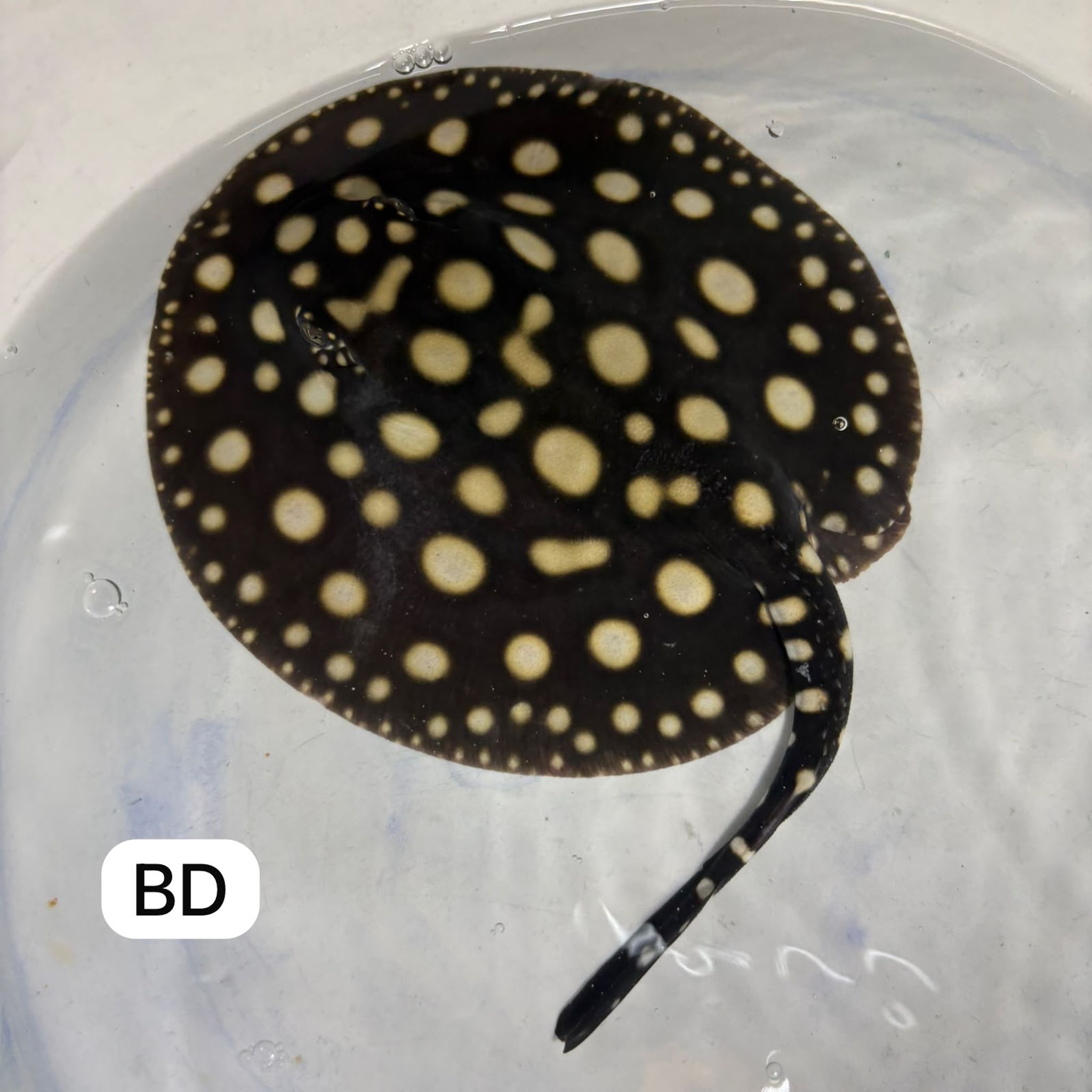 Black Diamond Ray