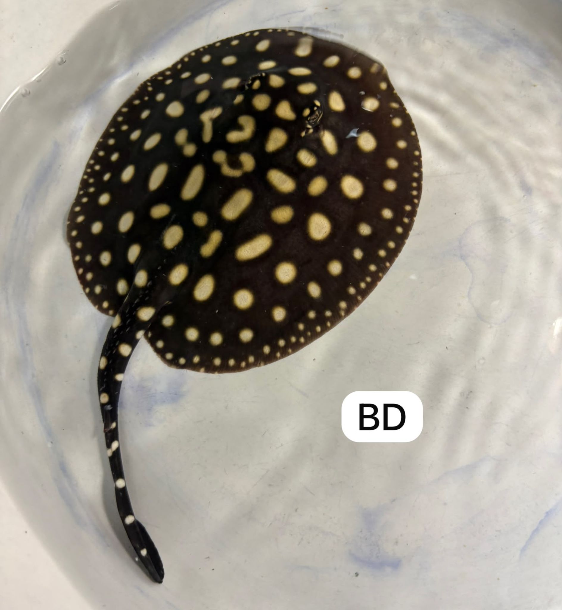 Black Diamond Ray