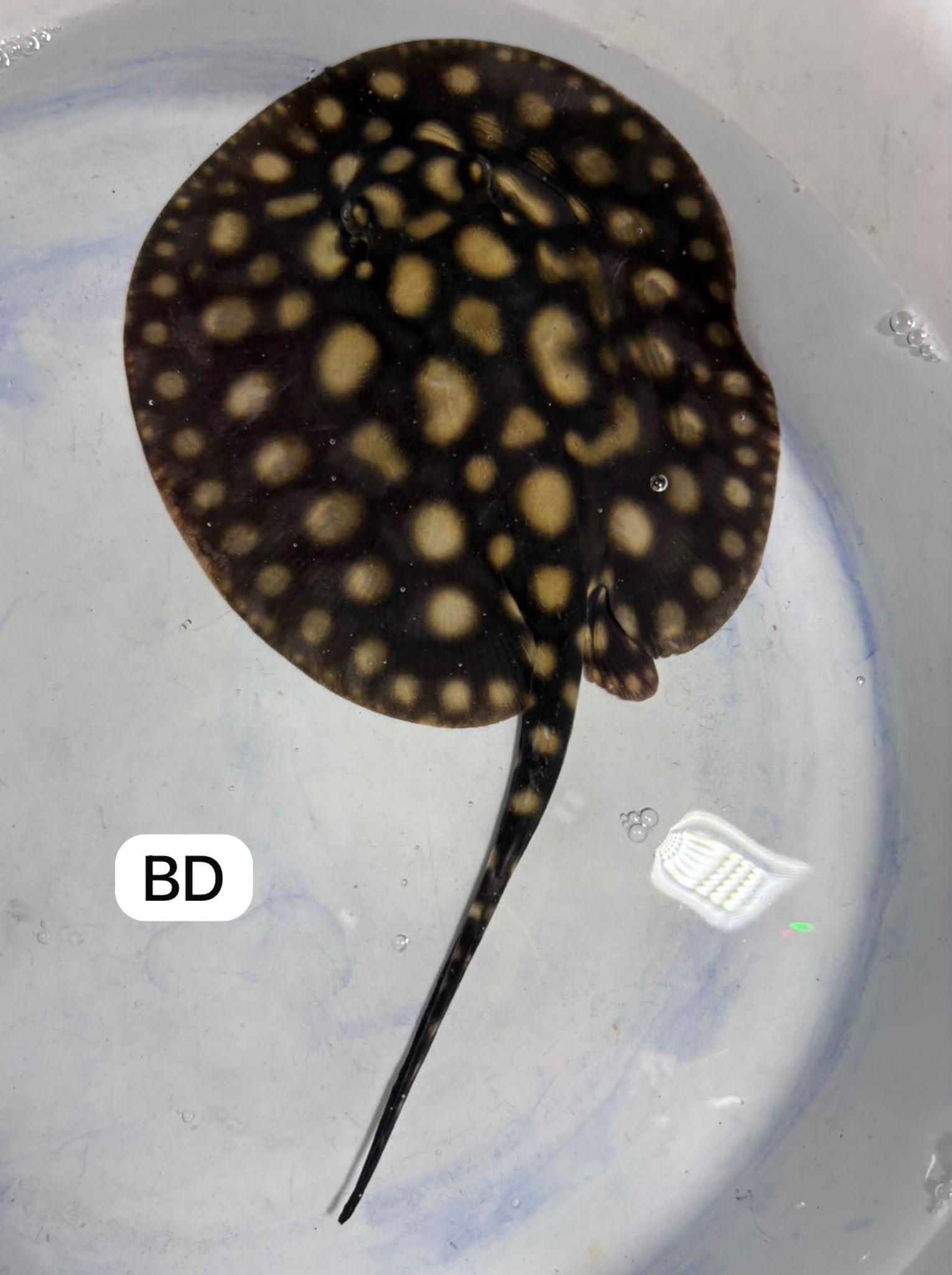 Black Diamond Ray