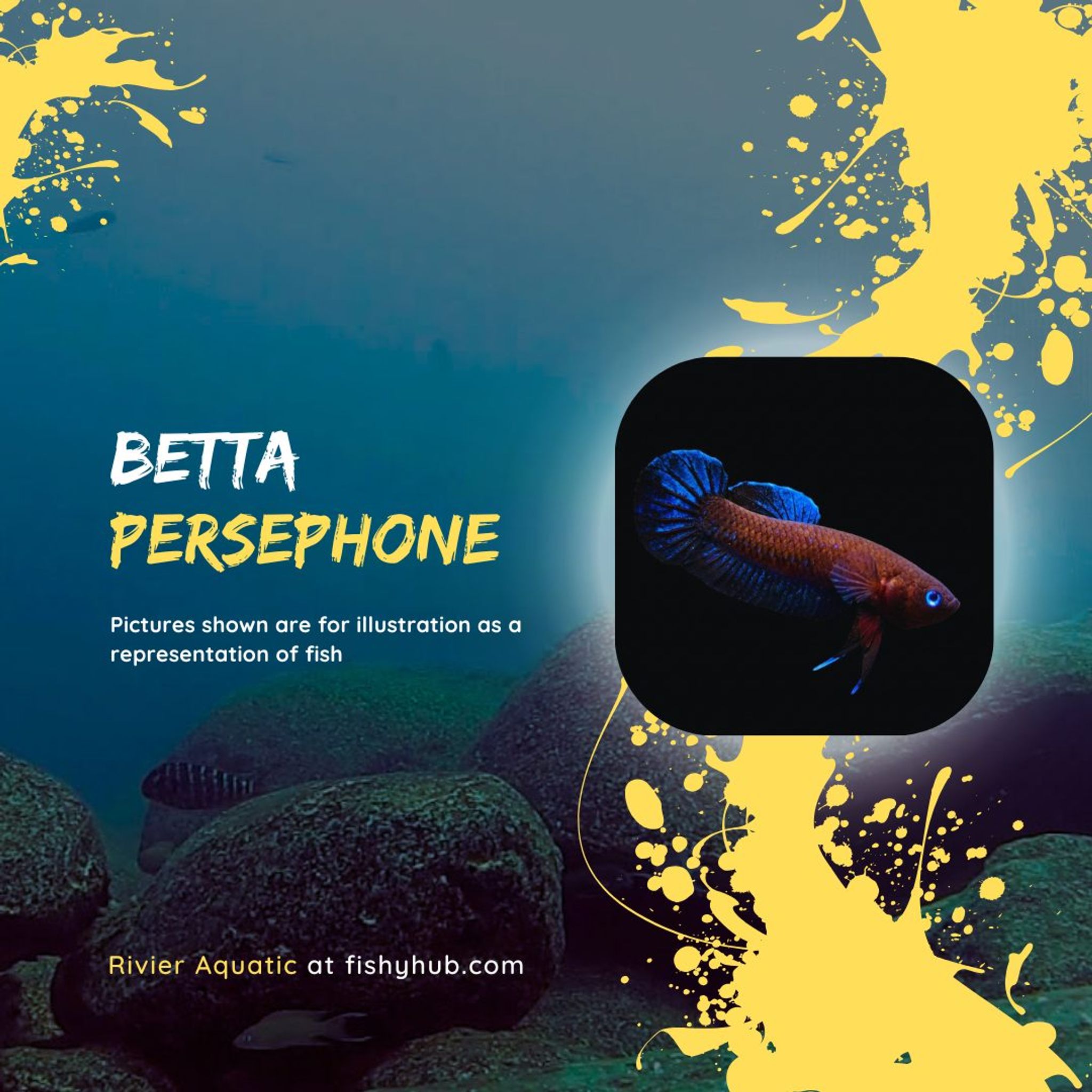 Black Dwarf Betta (Betta Persephone)