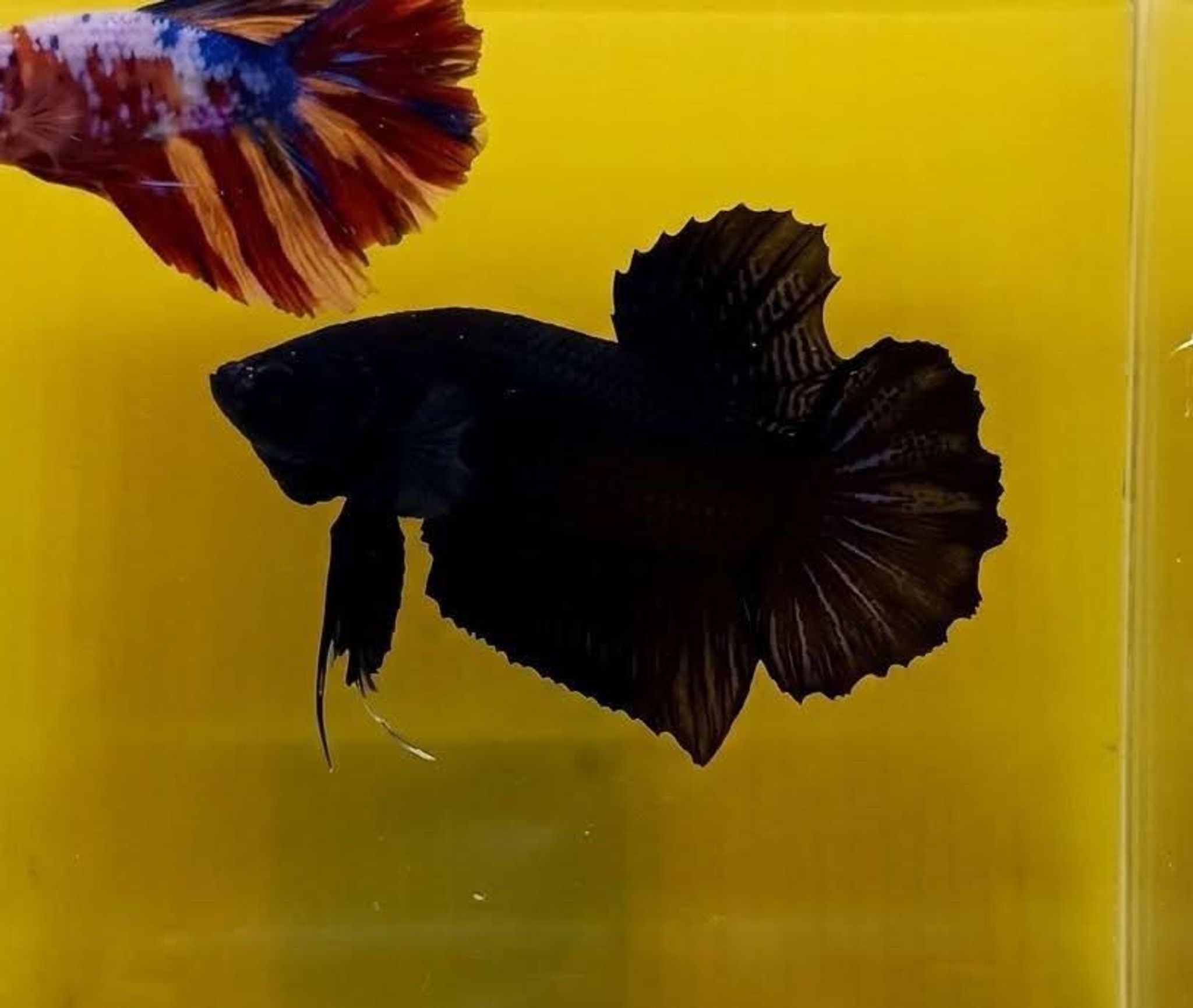 Black Giant Betta (Male)