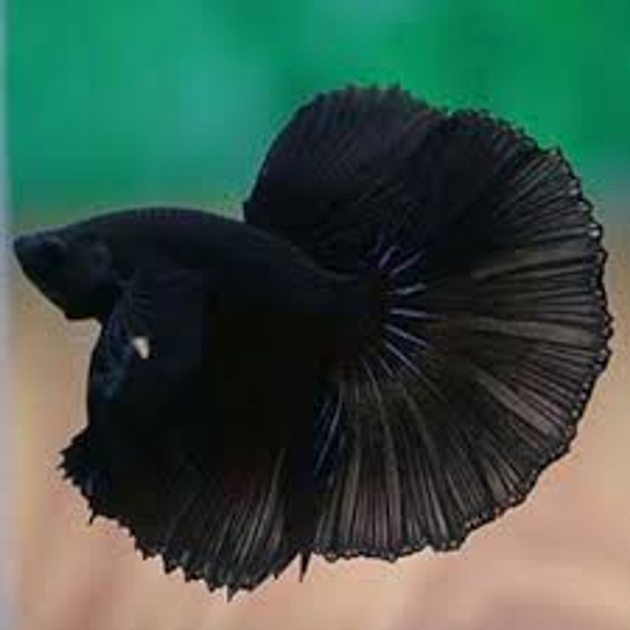Black Half Moon Male Betta