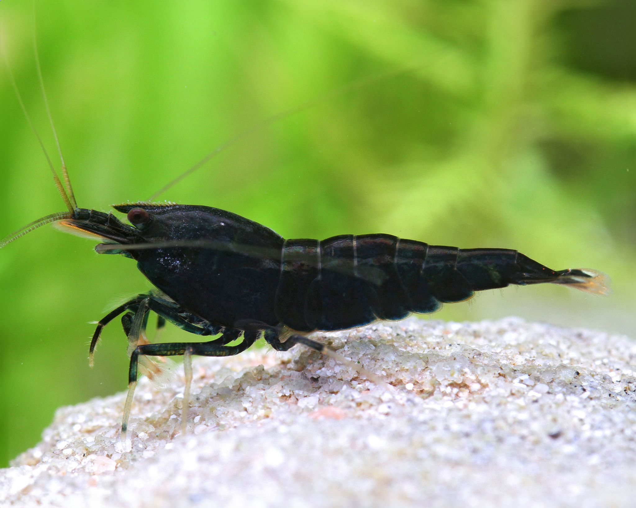 Black Kingkong Shrimp