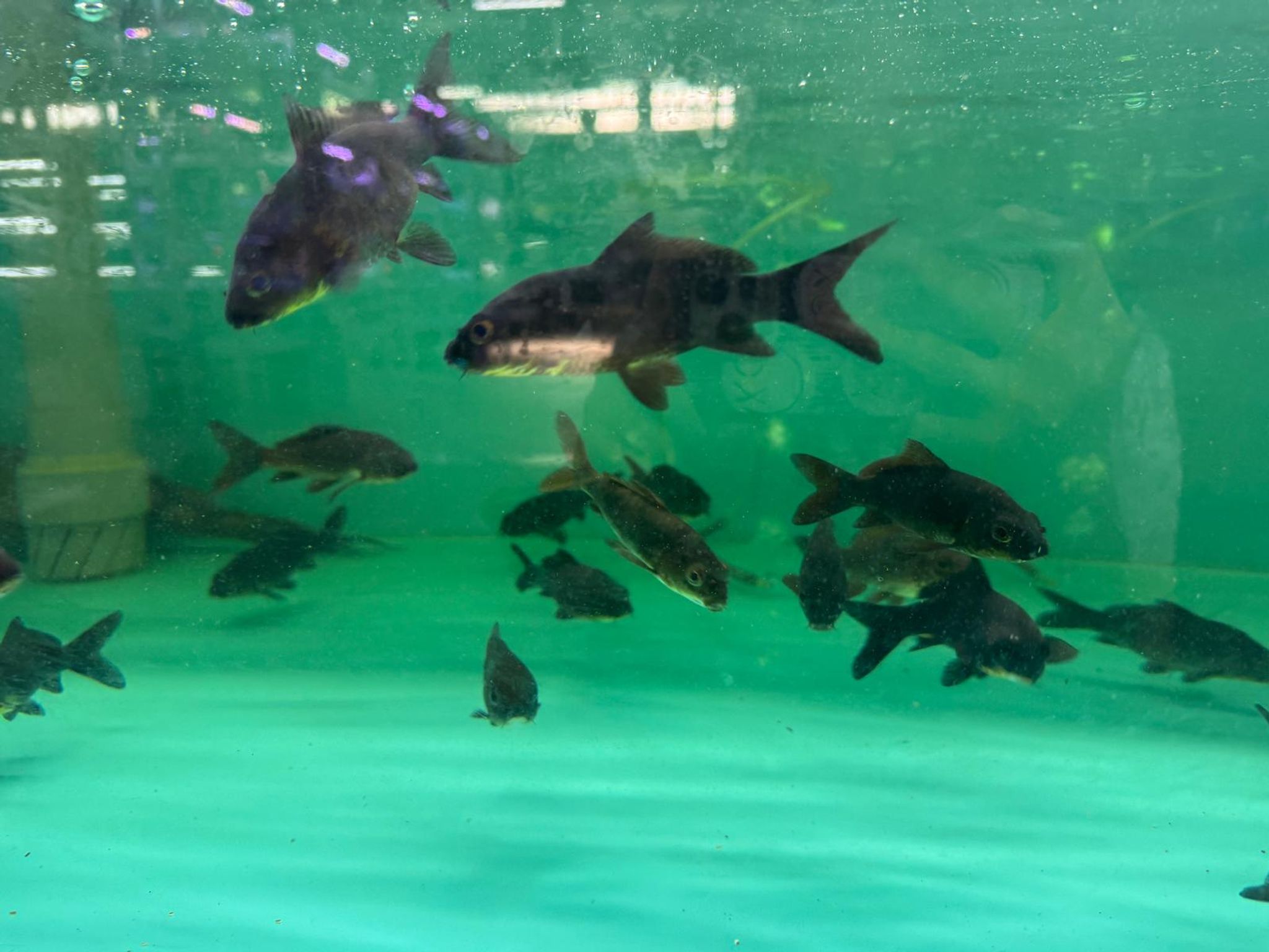 Black Koi