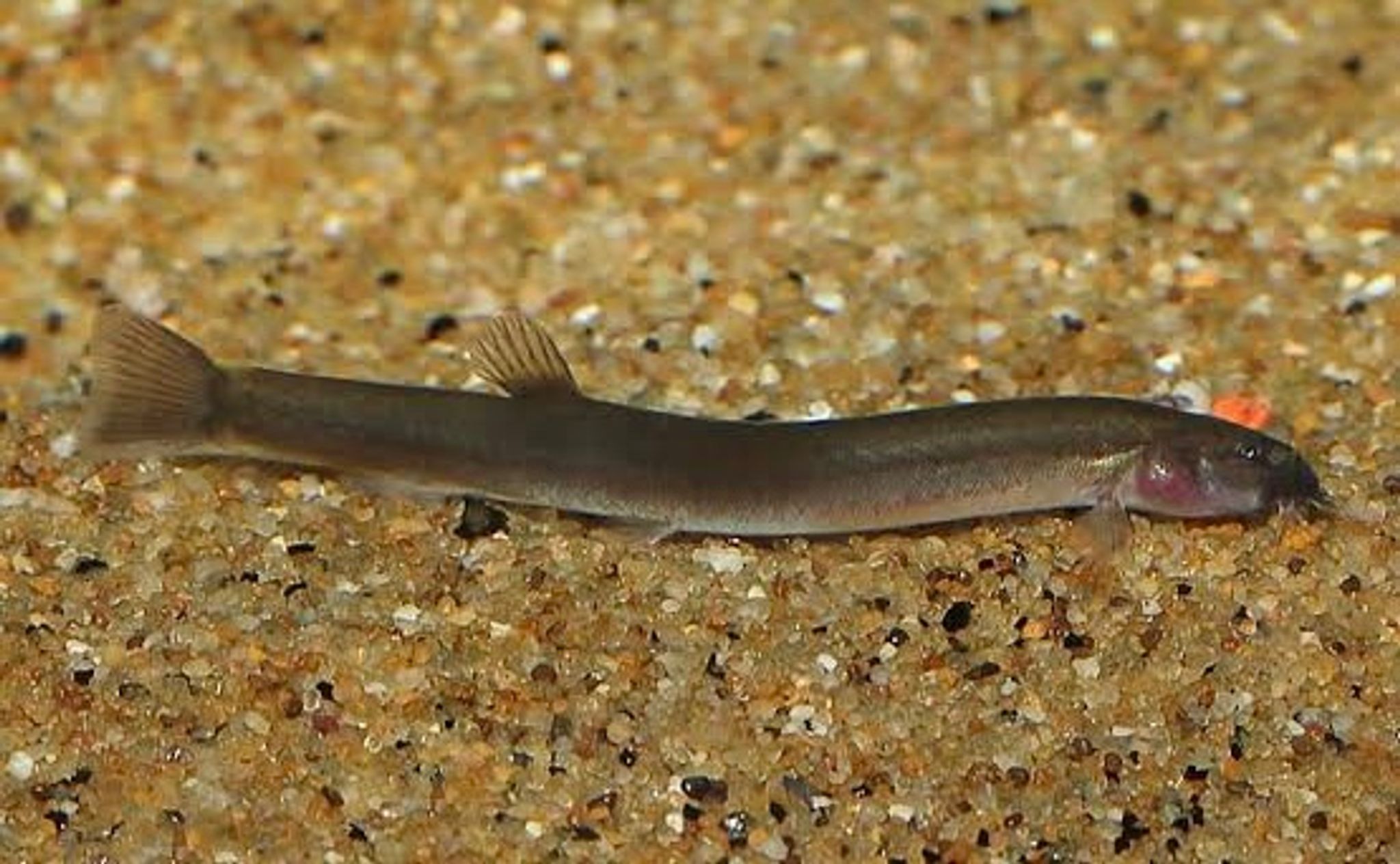 Black Kuhli Loach