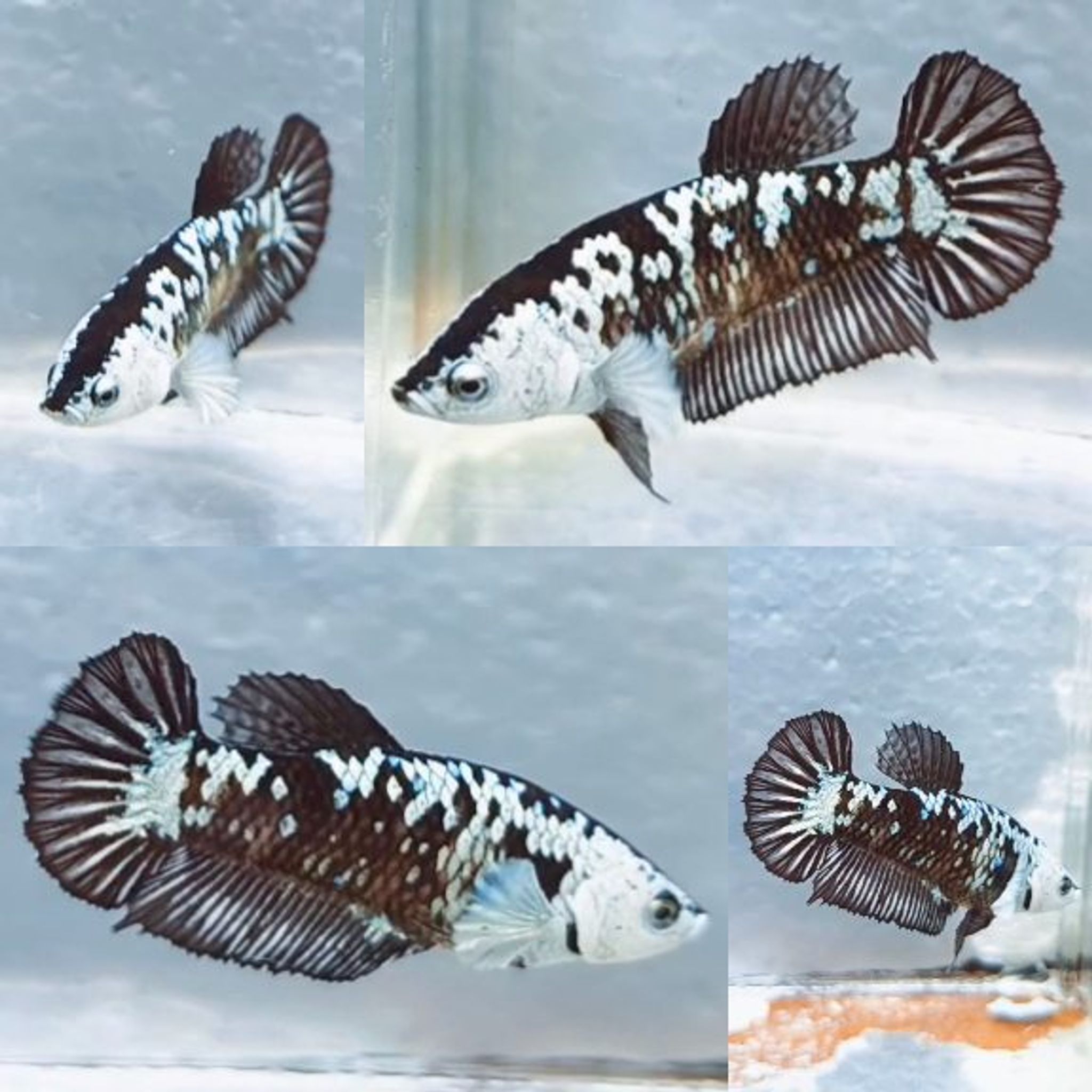 Black Mamba HMPK Betta (Female)