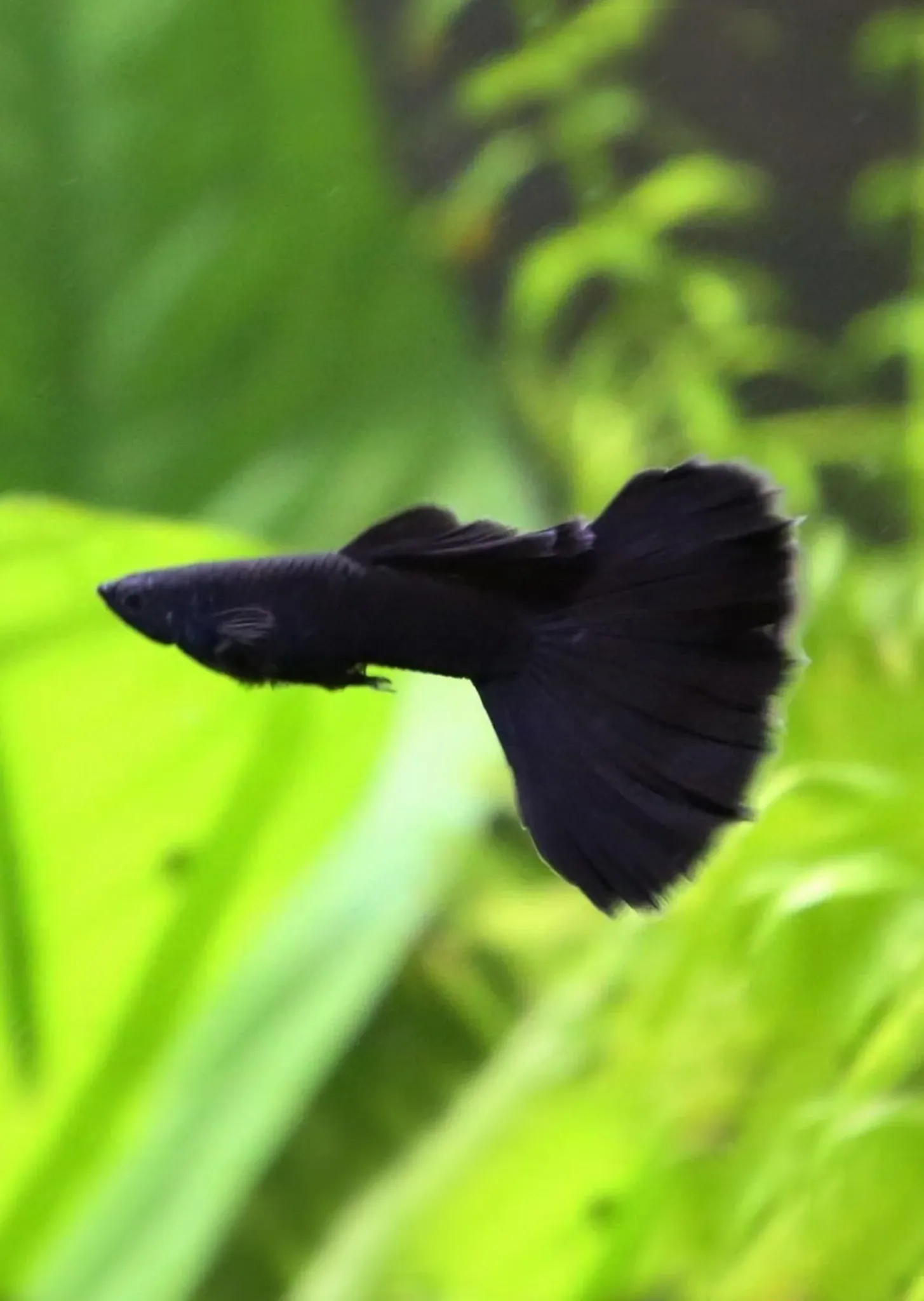 Black Moscow Guppy Male