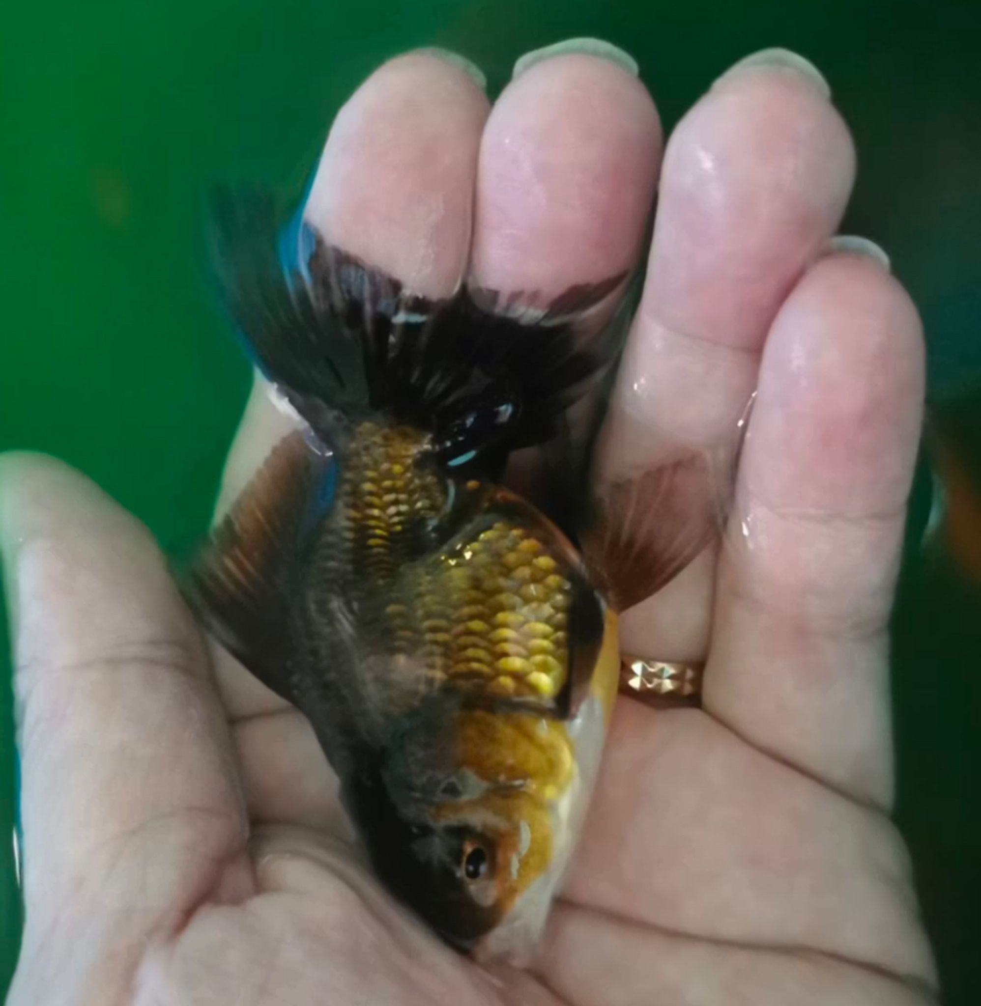 Black Oranda Goldfish