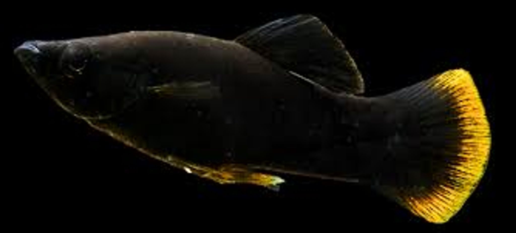 Black Orange Tail Molly
