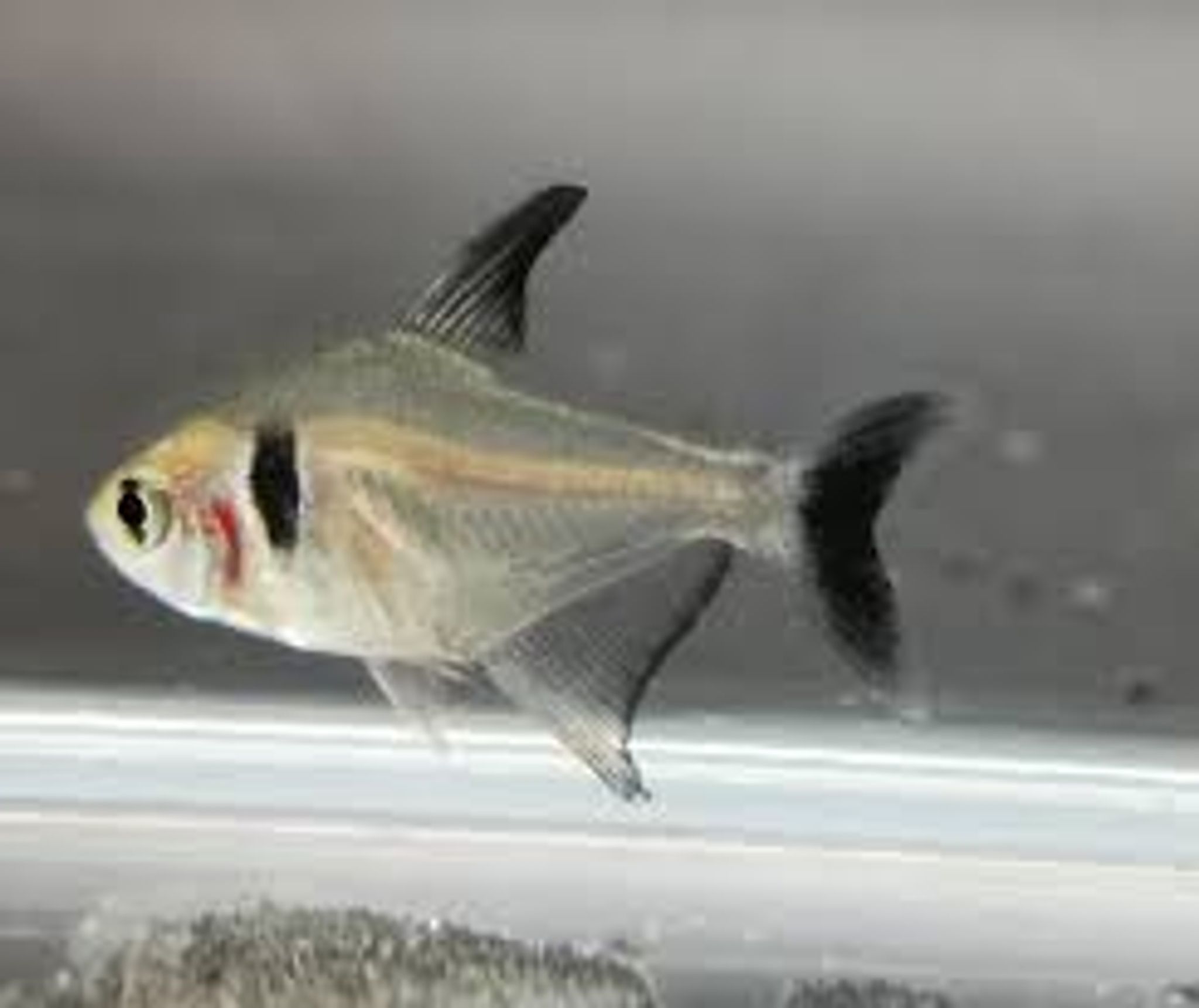 Black Phantom Tetra M