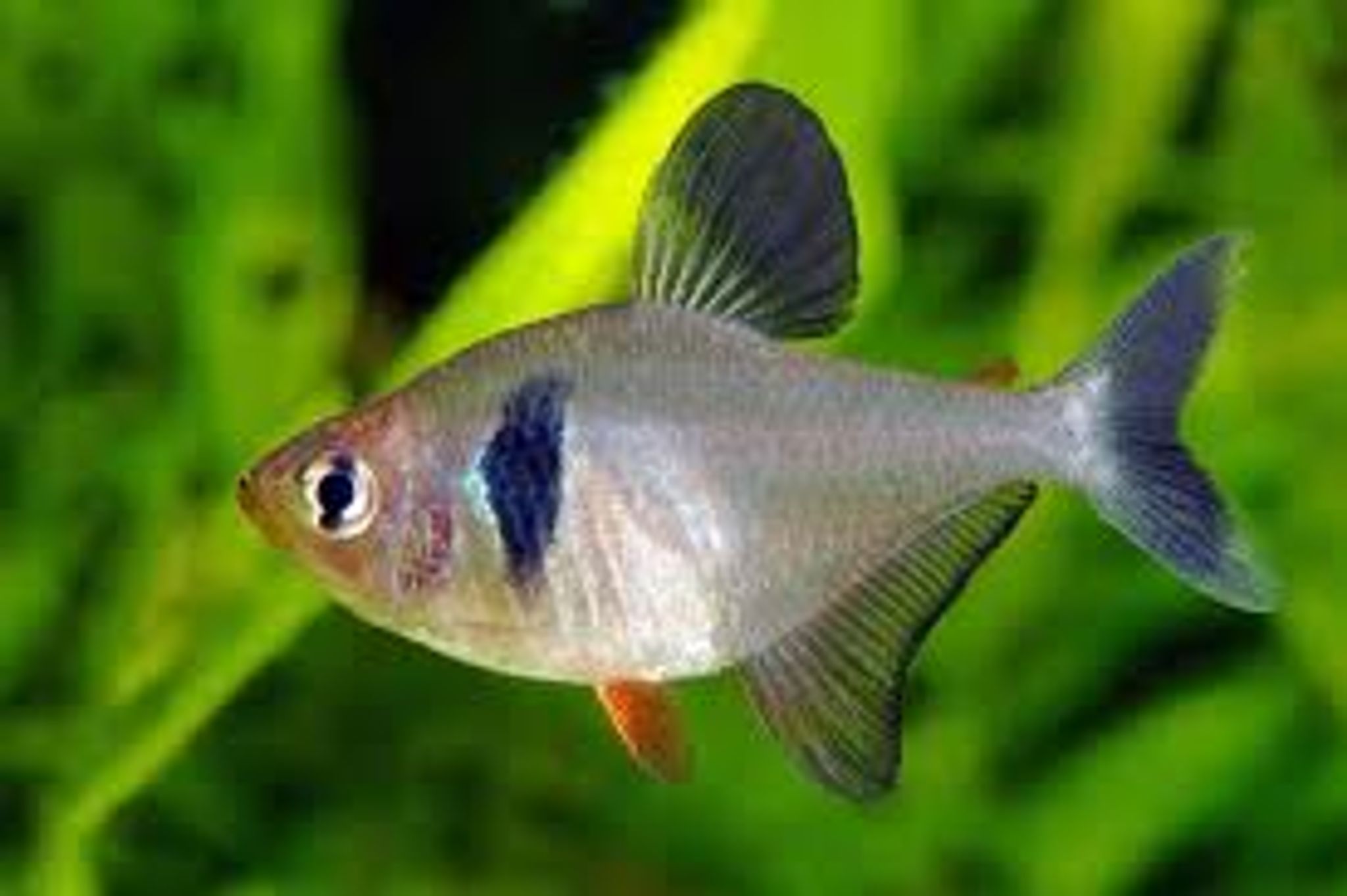 Black Phantom Tetra M