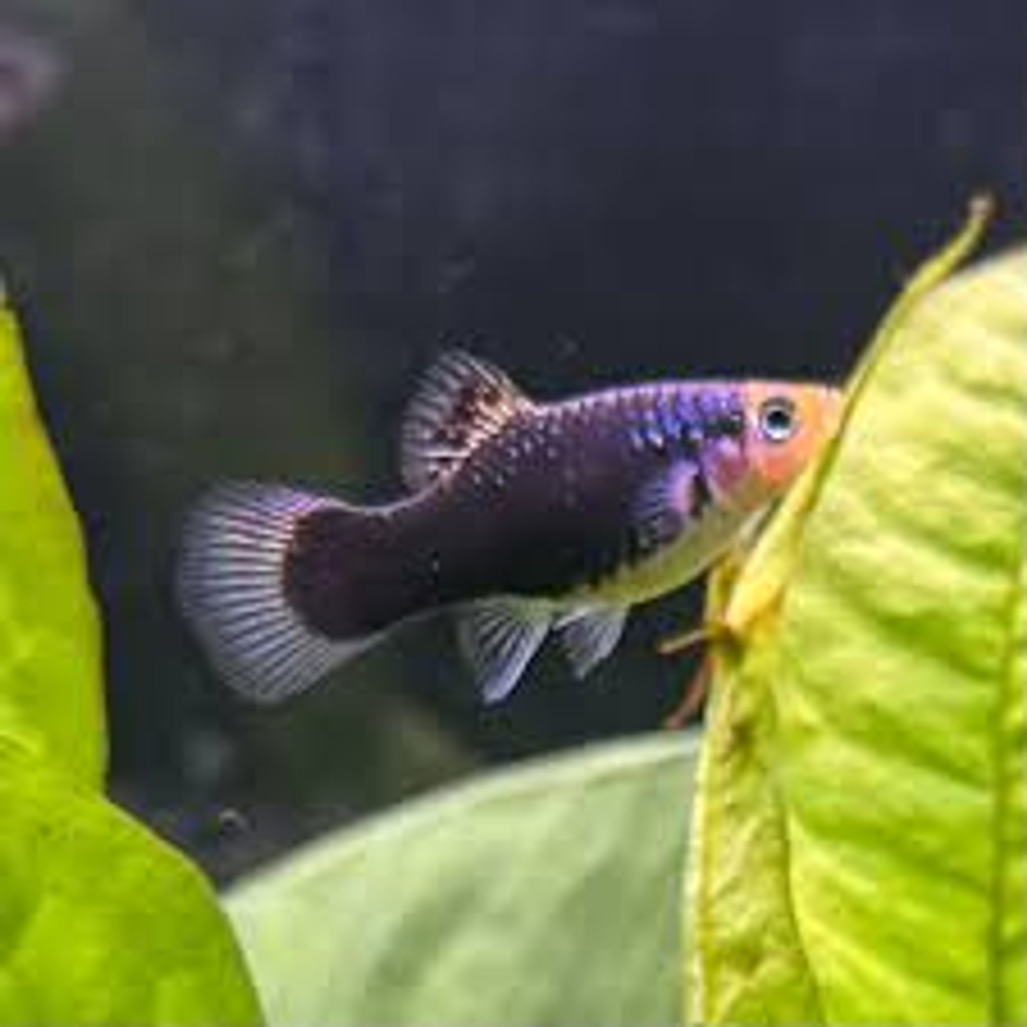 Black Platy ML
