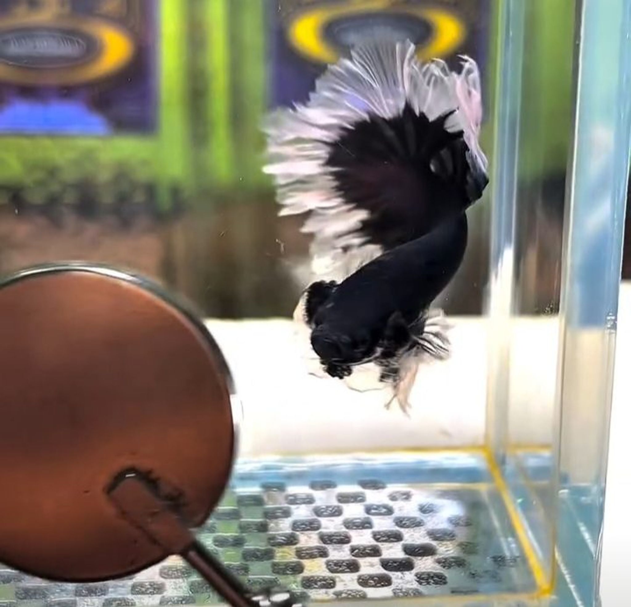 Black Rose Butterfly(RARE)