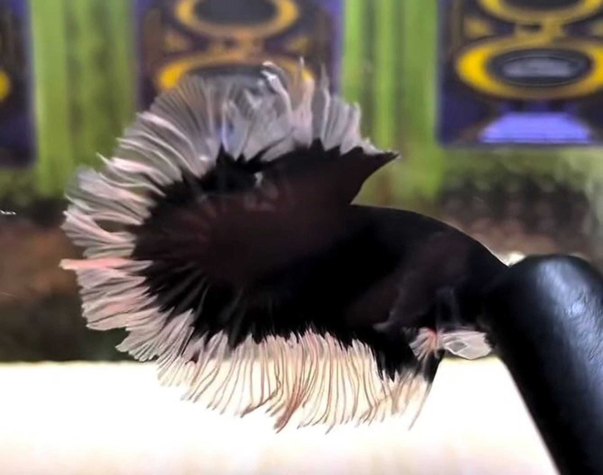 Black Rose Butterfly(RARE)