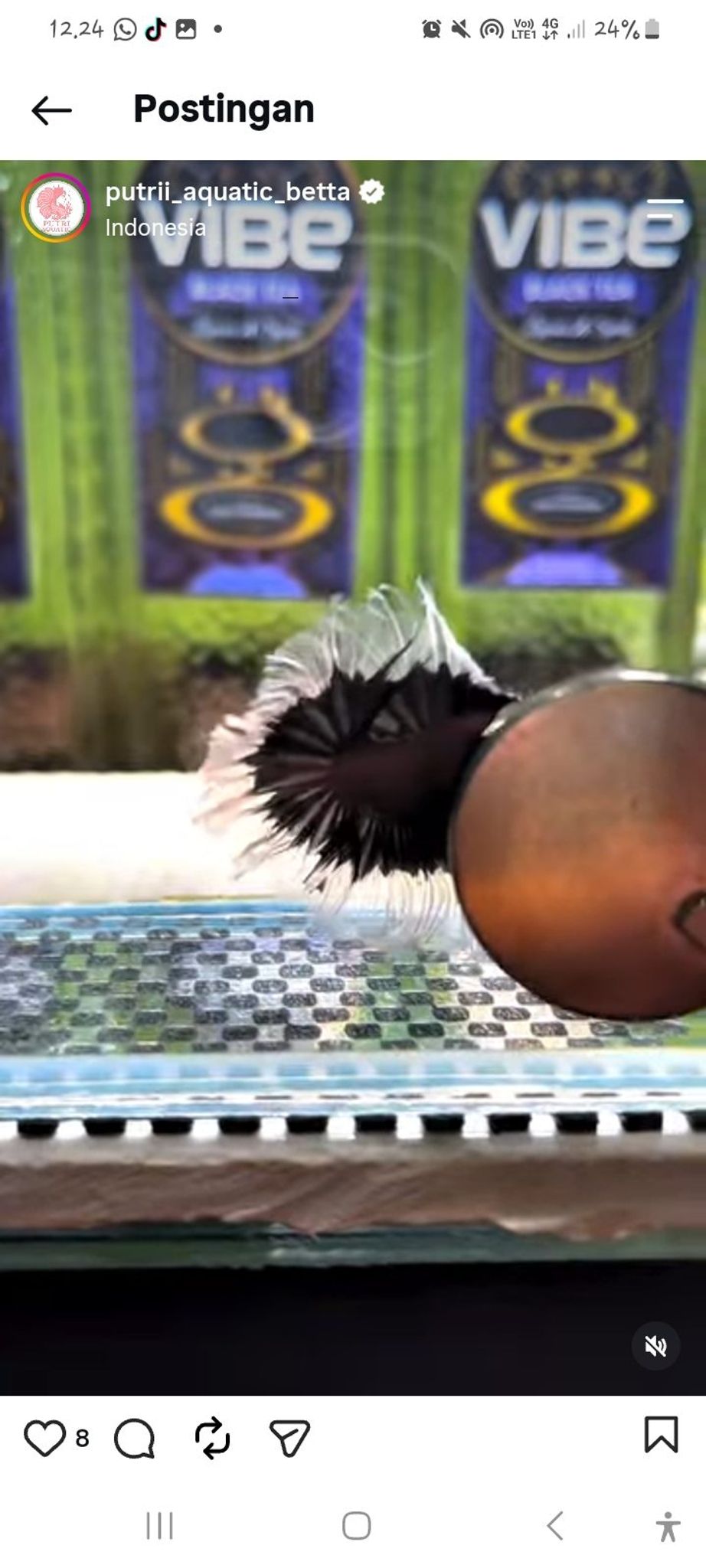Black Rose Butterfly(RARE)