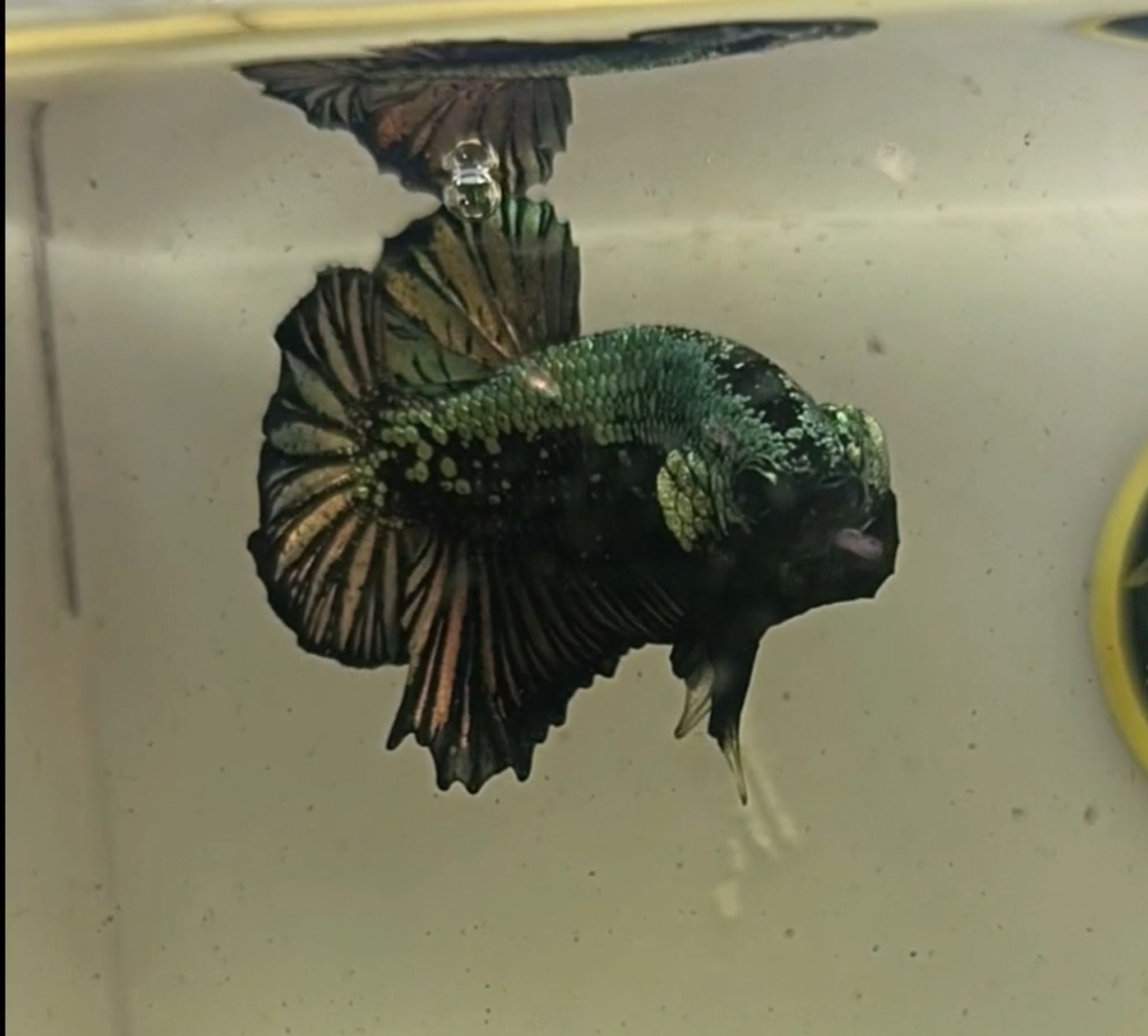 Black Samurai Cooper