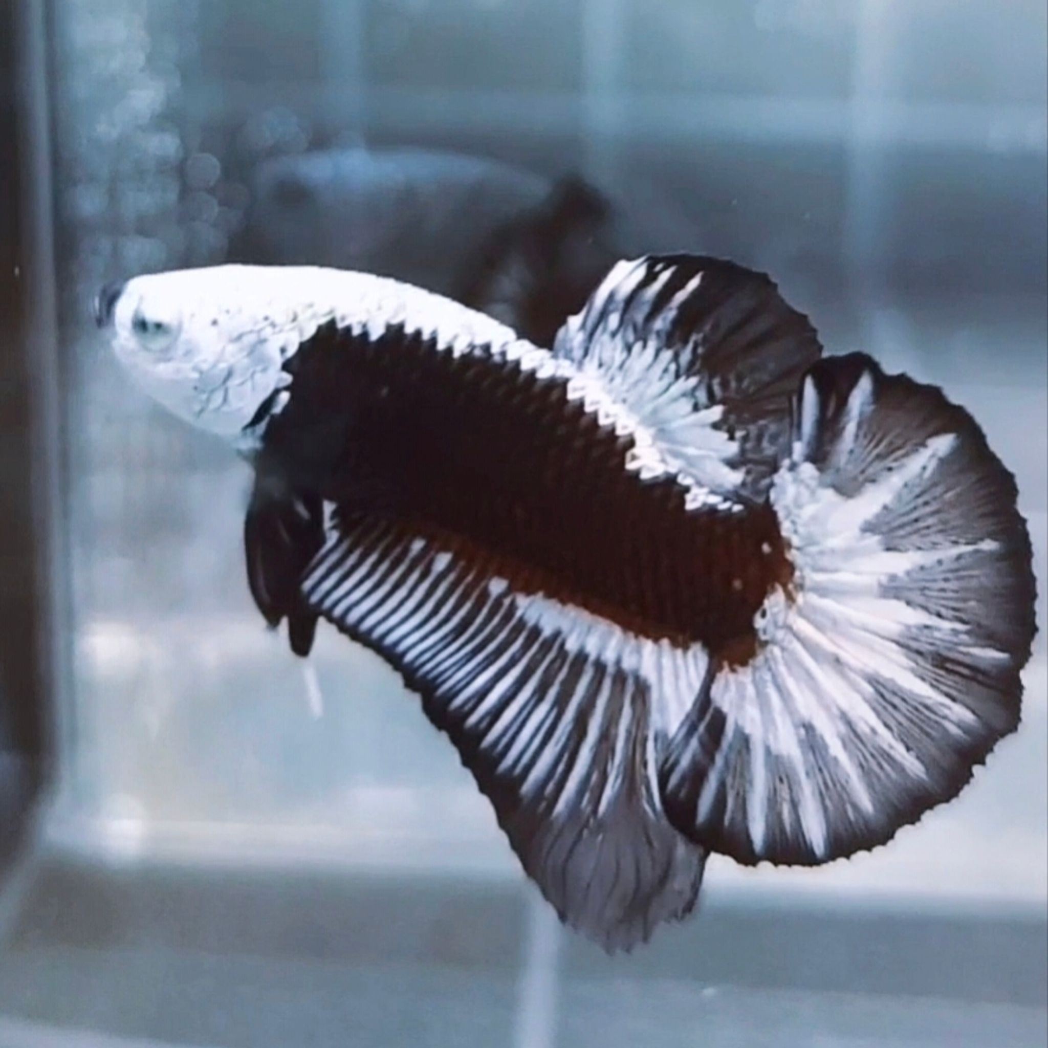 Black Samurai Headgear HMPK Betta (Male)