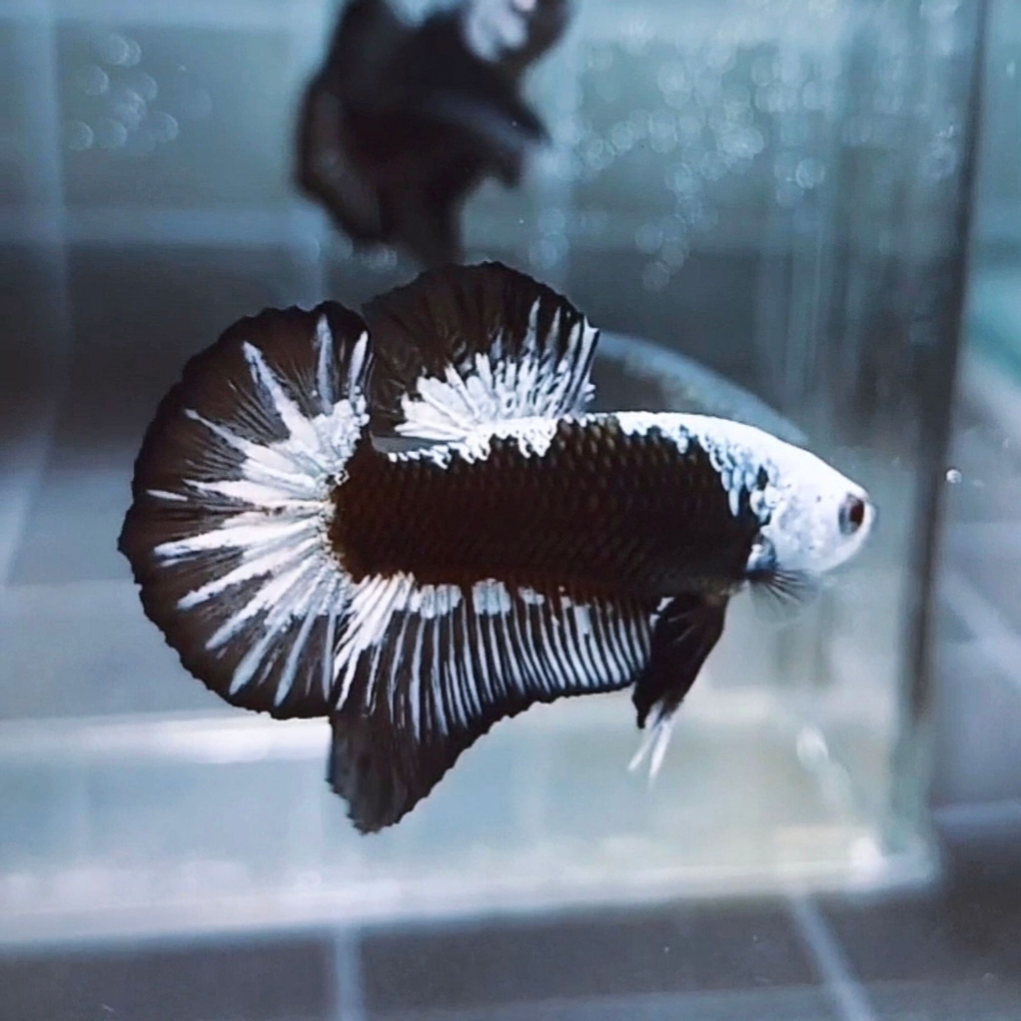 Black Samurai Headgear HMPK Betta (Male)