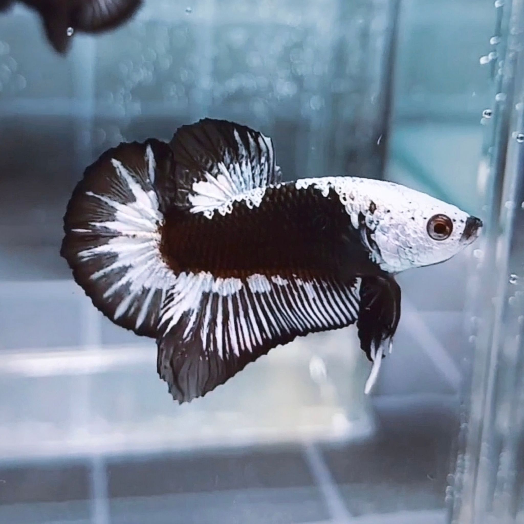 Black Samurai Headgear HMPK Betta (Male)